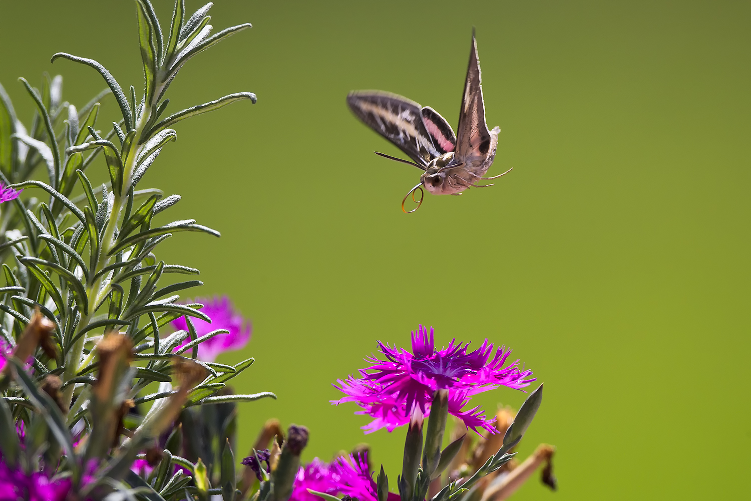 Hawk moth hovers midair with curled proboscis above pink flower