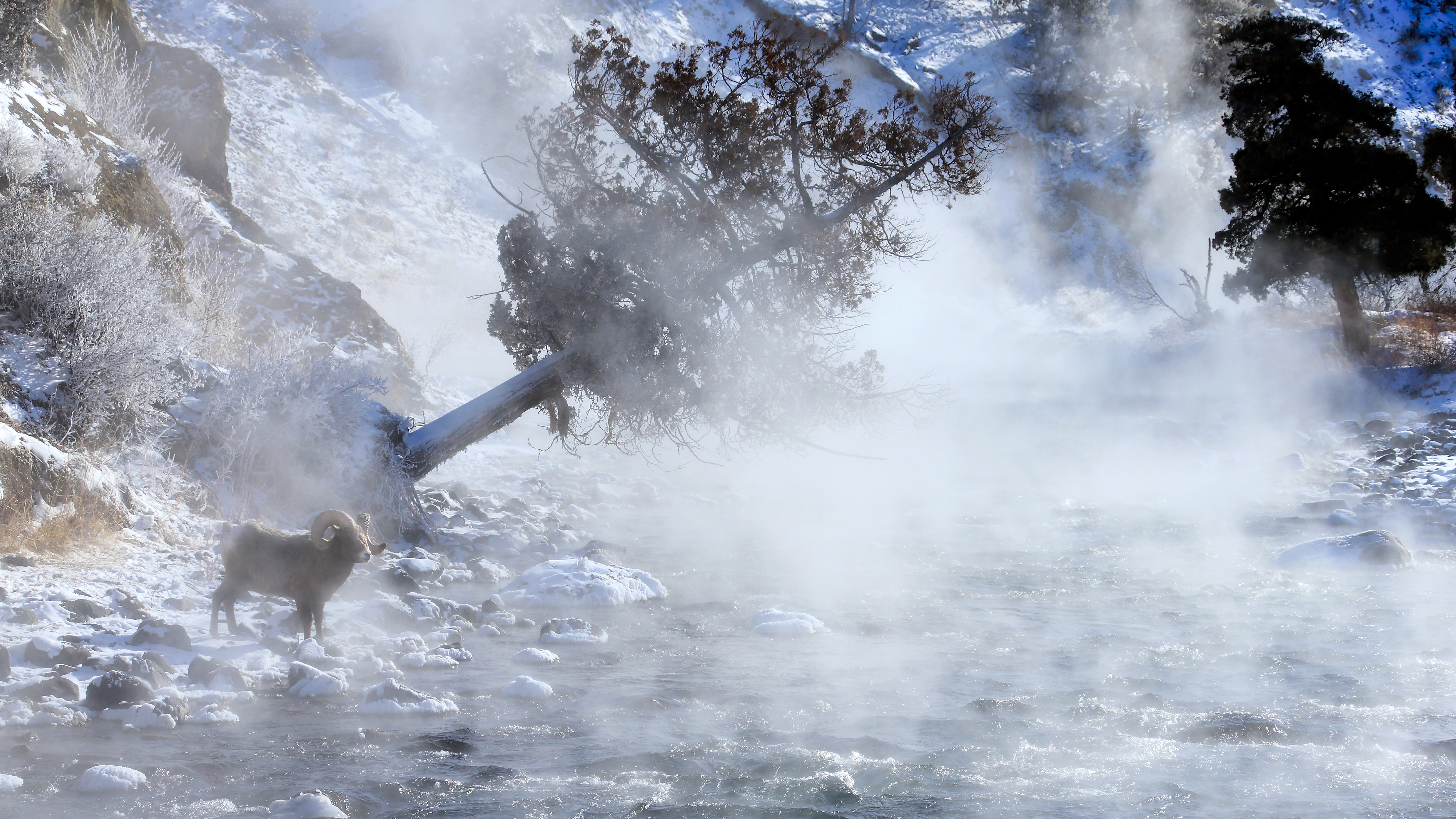 Bighorn Ram on a river bank in winter