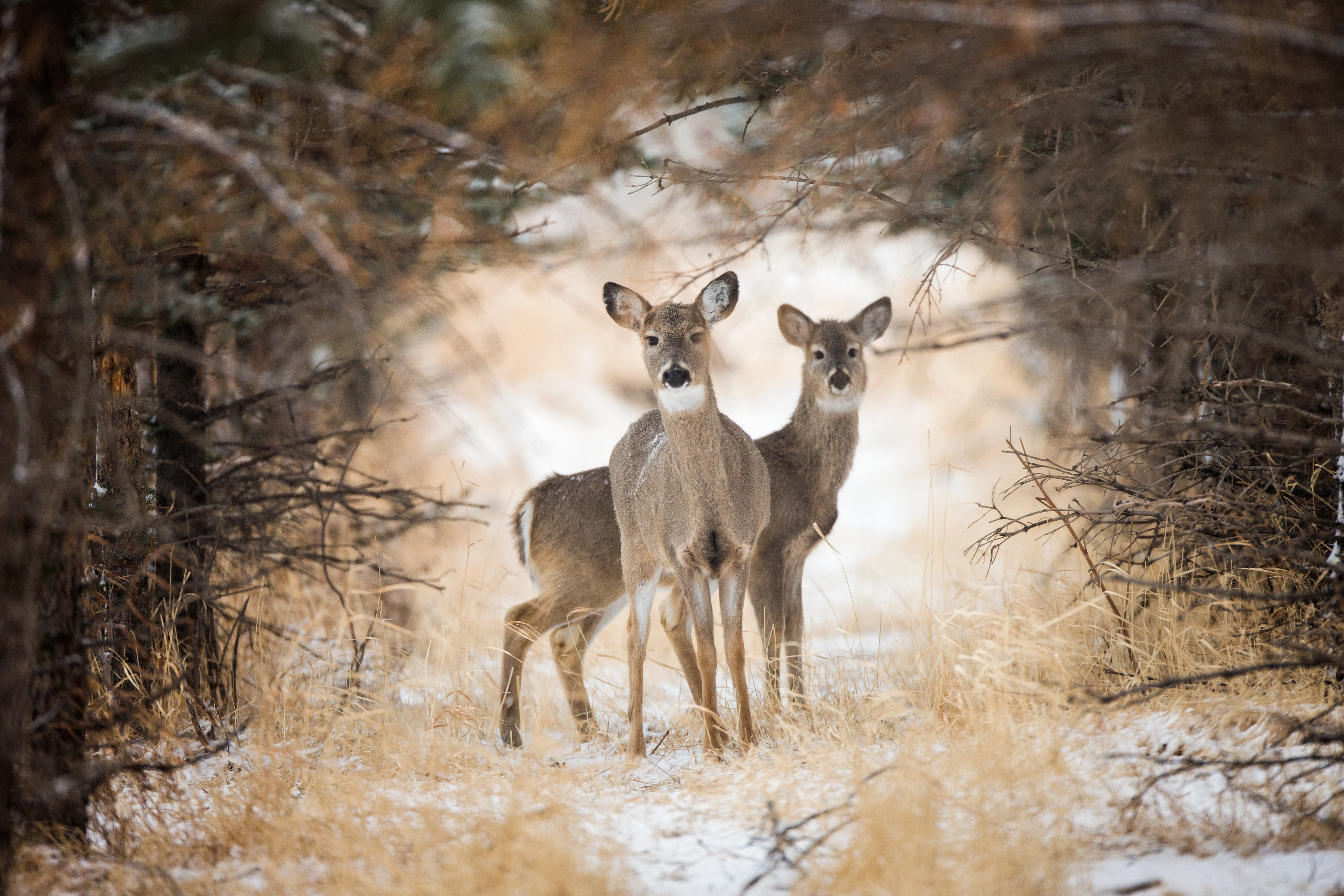 White-Tailed Deer in Winter – Quiet Majesty of the Wild | Fine Art by Robbie George