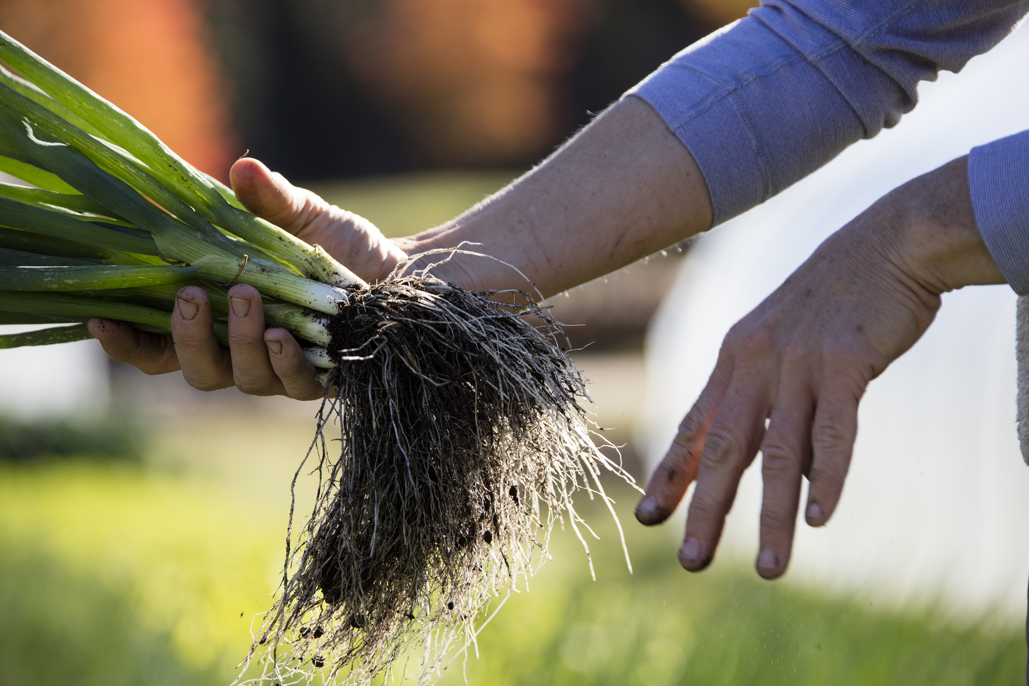 Hands passing soil and vegetables, symbolizing the spiral of healing