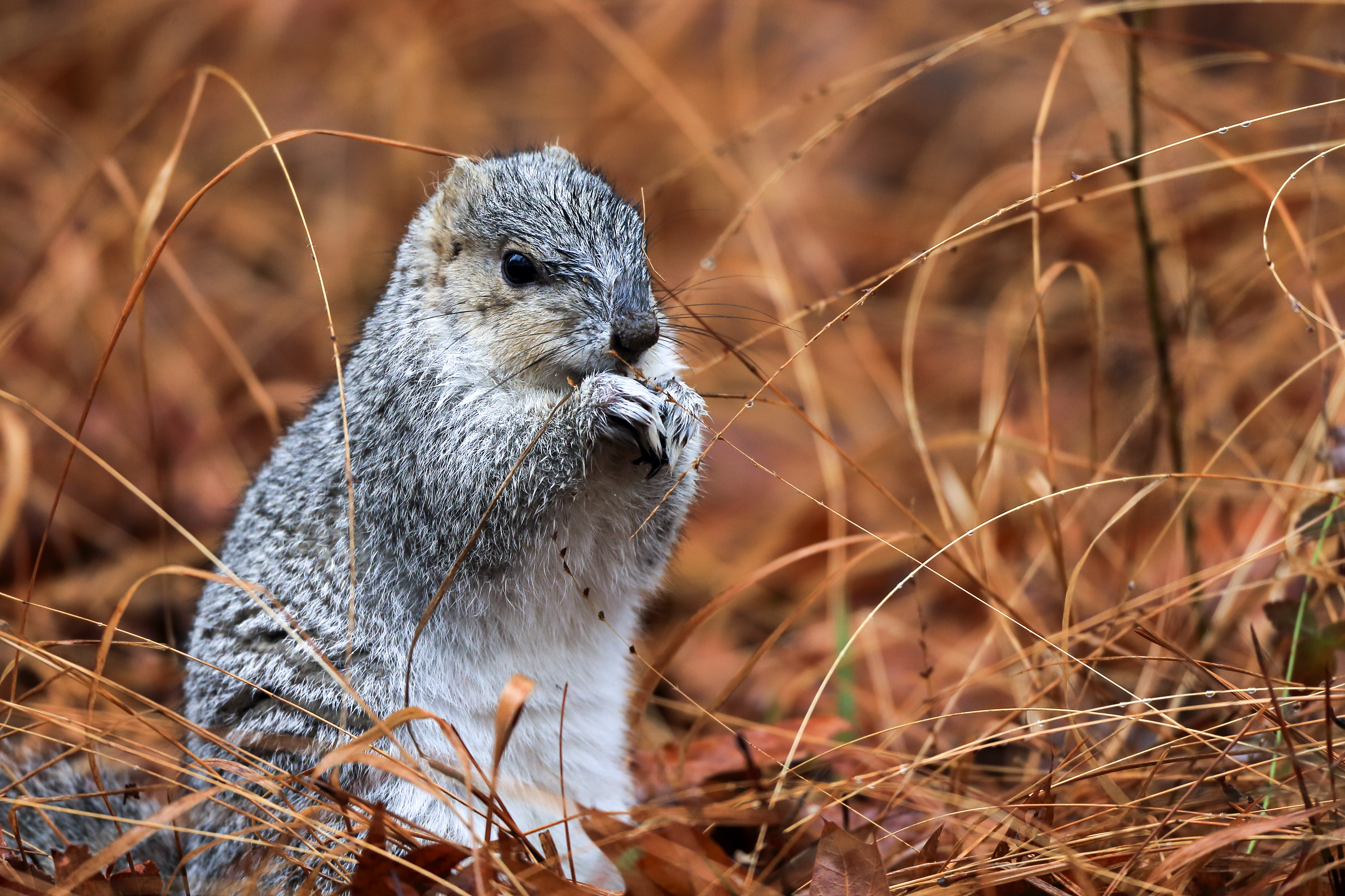 Delmarva fox squirrel resting on the forest floor in quiet woodland habitat at Blackwater National Wildlife Refuge