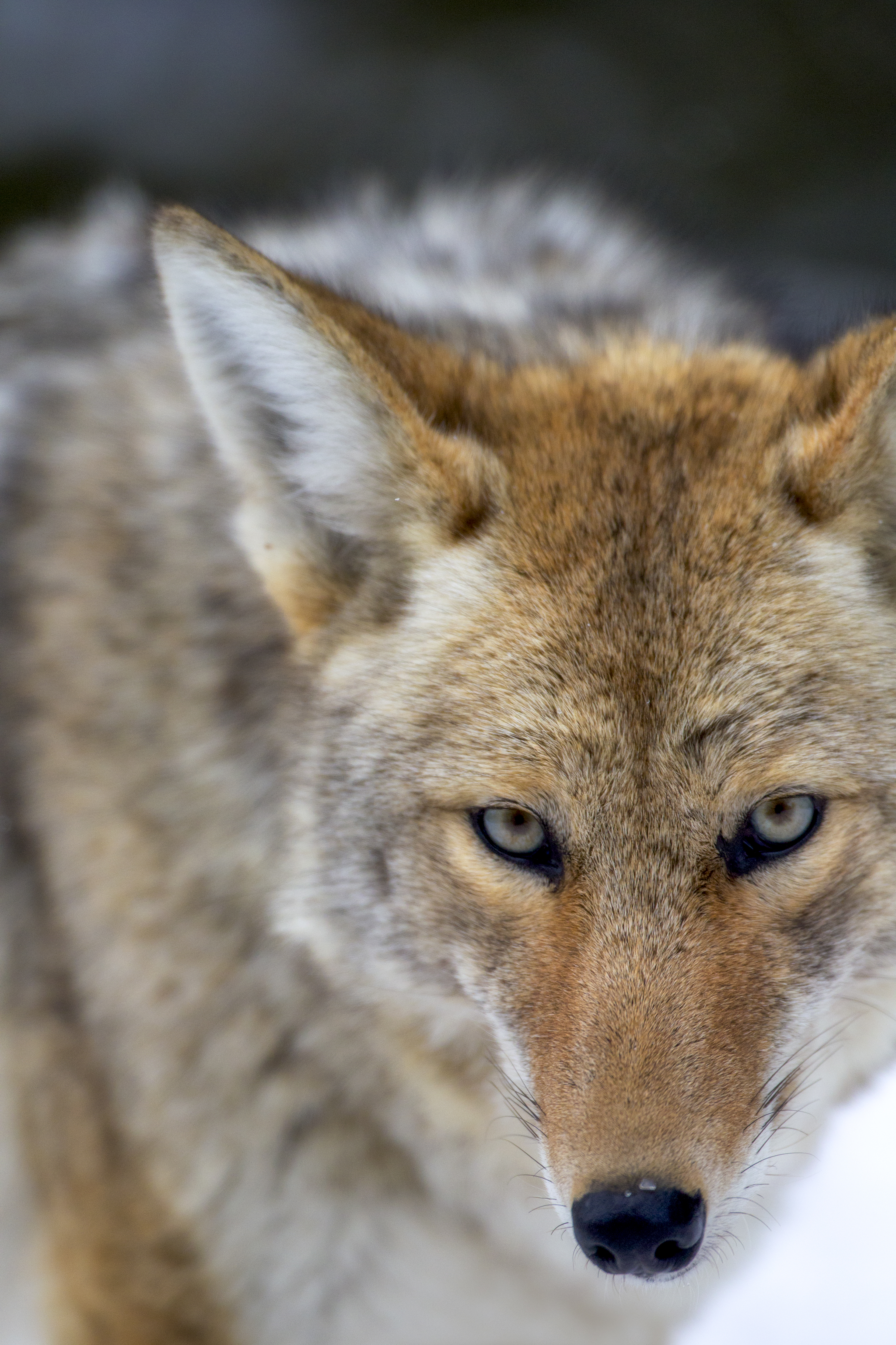 Coyote Eyes in Winter Snow – Spirit Animal Photography by Robbie George