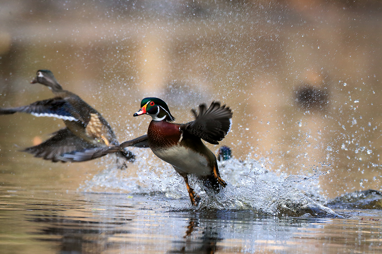 A vibrant wood duck leaps into motion, water exploding in unpredictable ripples—symbolizing field-based emergence beyond equal reactions
