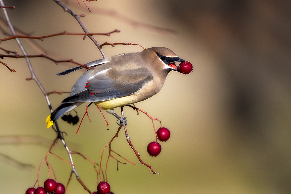 Cedar Waxwing perched with berry in edge habitat surrounded by fruiting vegetation