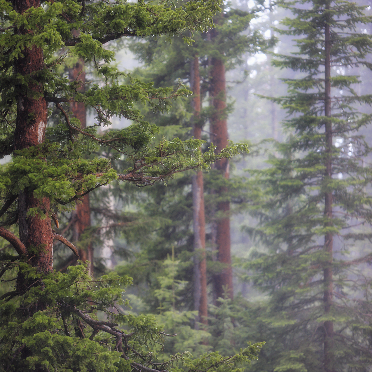Misty lodgepole pines rising into soft fog—vertical memory in wood and needles