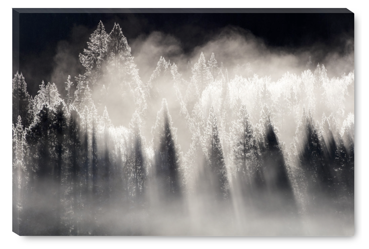 Sunbeams through a snowy winter forest