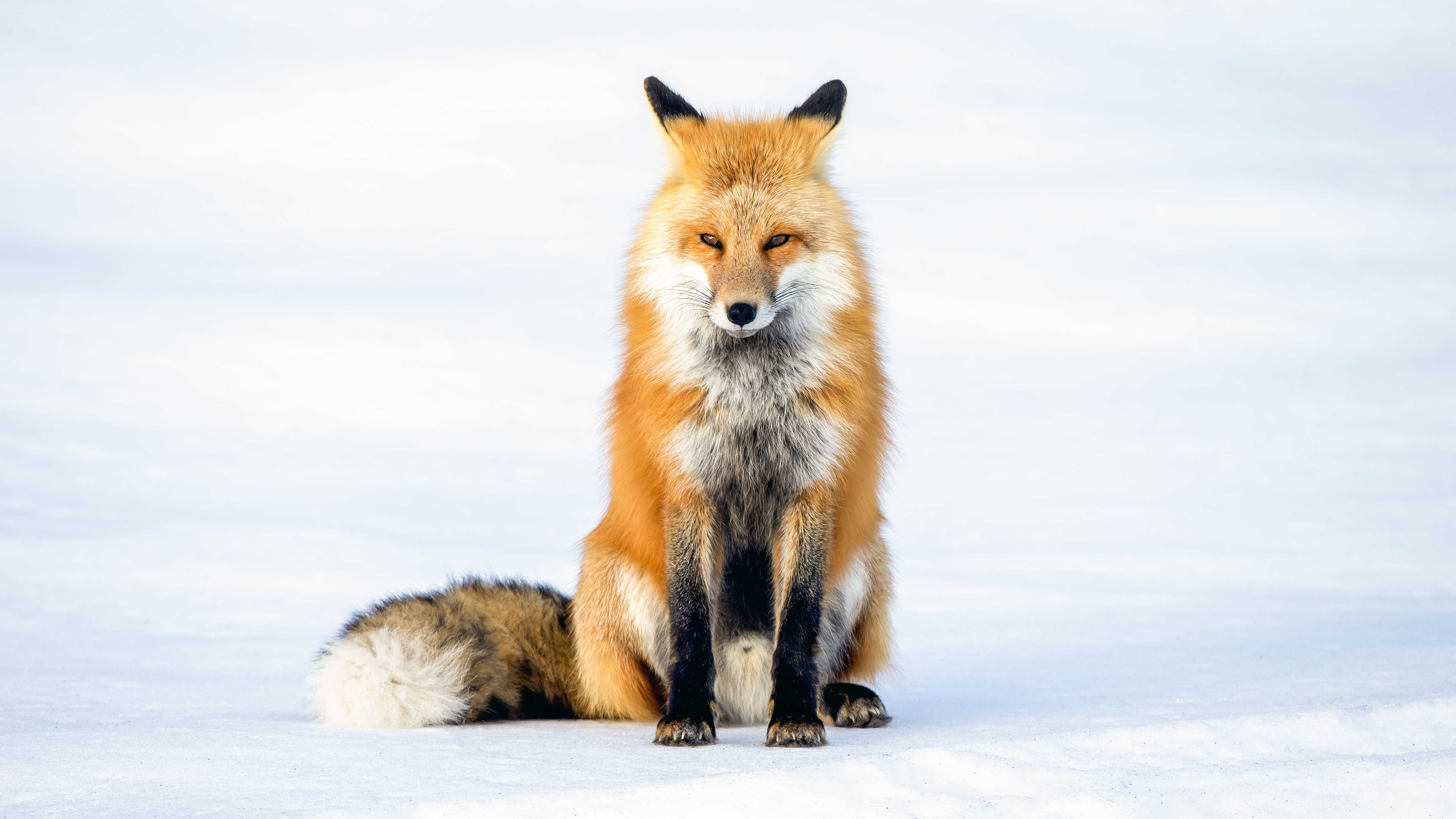 Red fox standing alert in snow with focused posture, showing awareness of environment and readiness to move