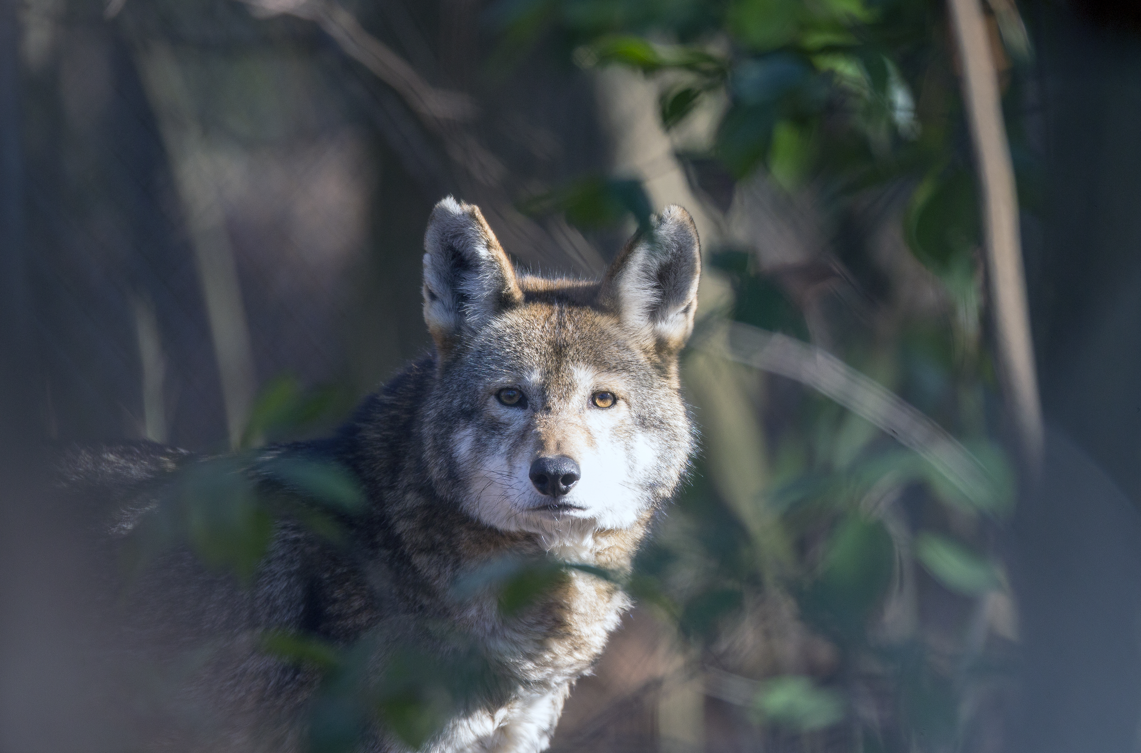Red wolf in dense vegetation showing cautious movement, territorial behavior, and family-based lifestyle