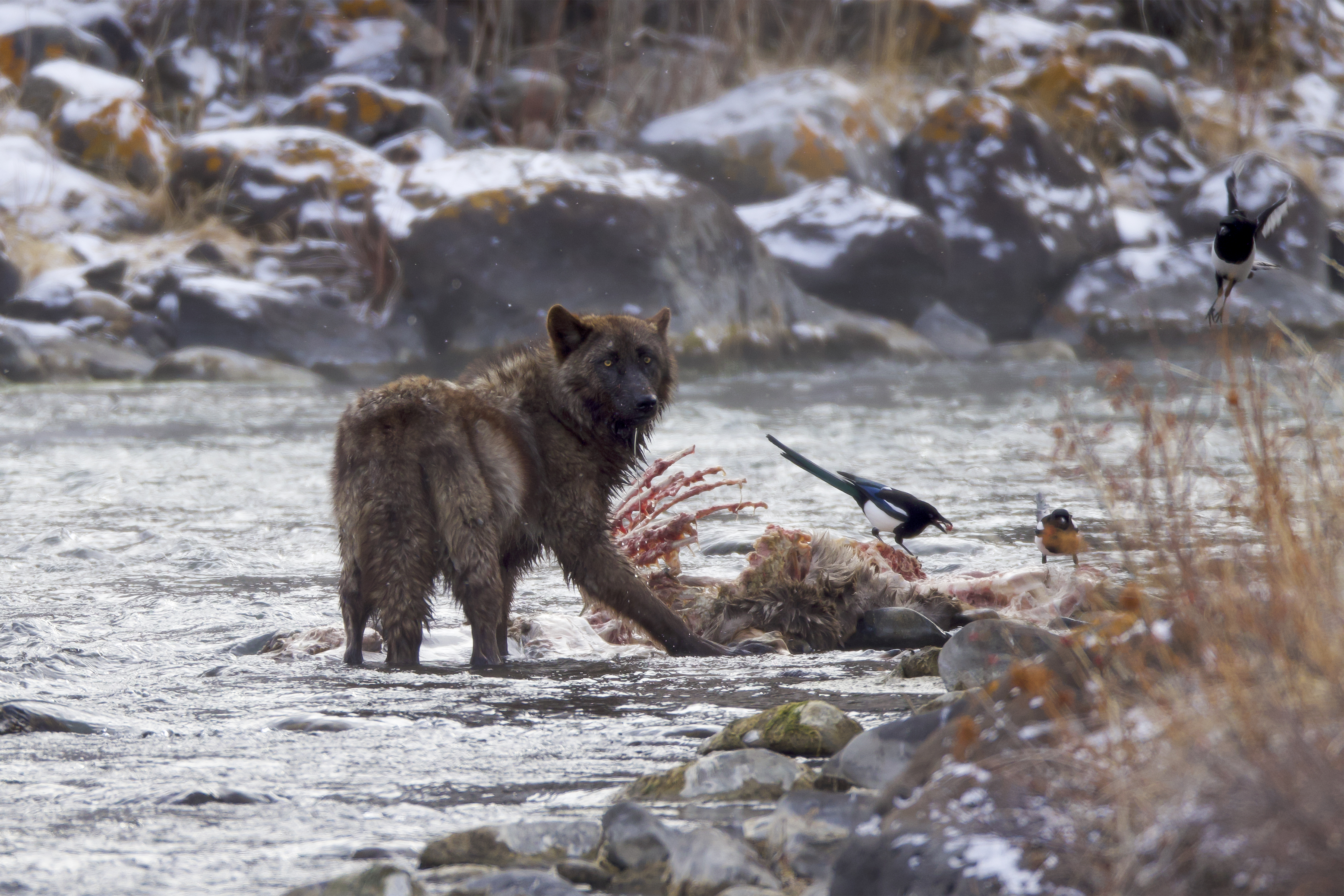 Wolf feeding on a carcass along the Gardiner River in Yellowstone with magpies nearby, showing keystone predator effects, scavenger support, and biodiversity relationships in a winter ecosystem