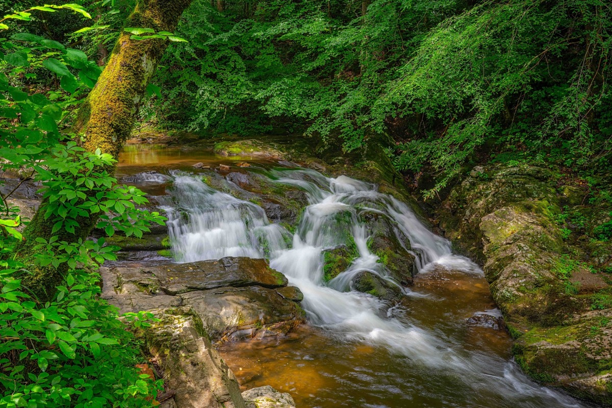 Forests and Waters