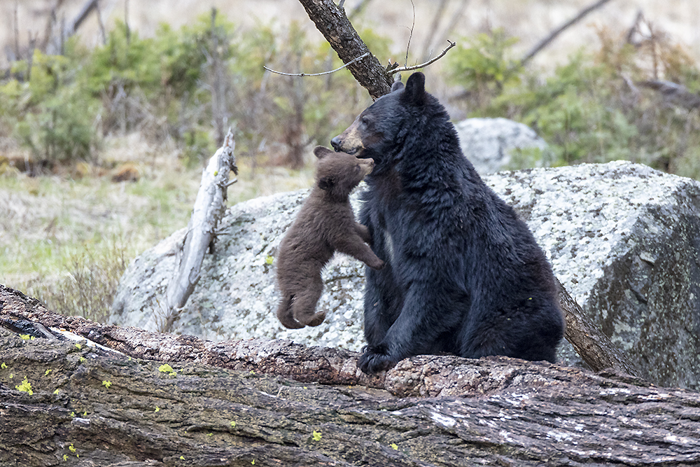 Black bear and cub near den showing seasonal survival and conservation context