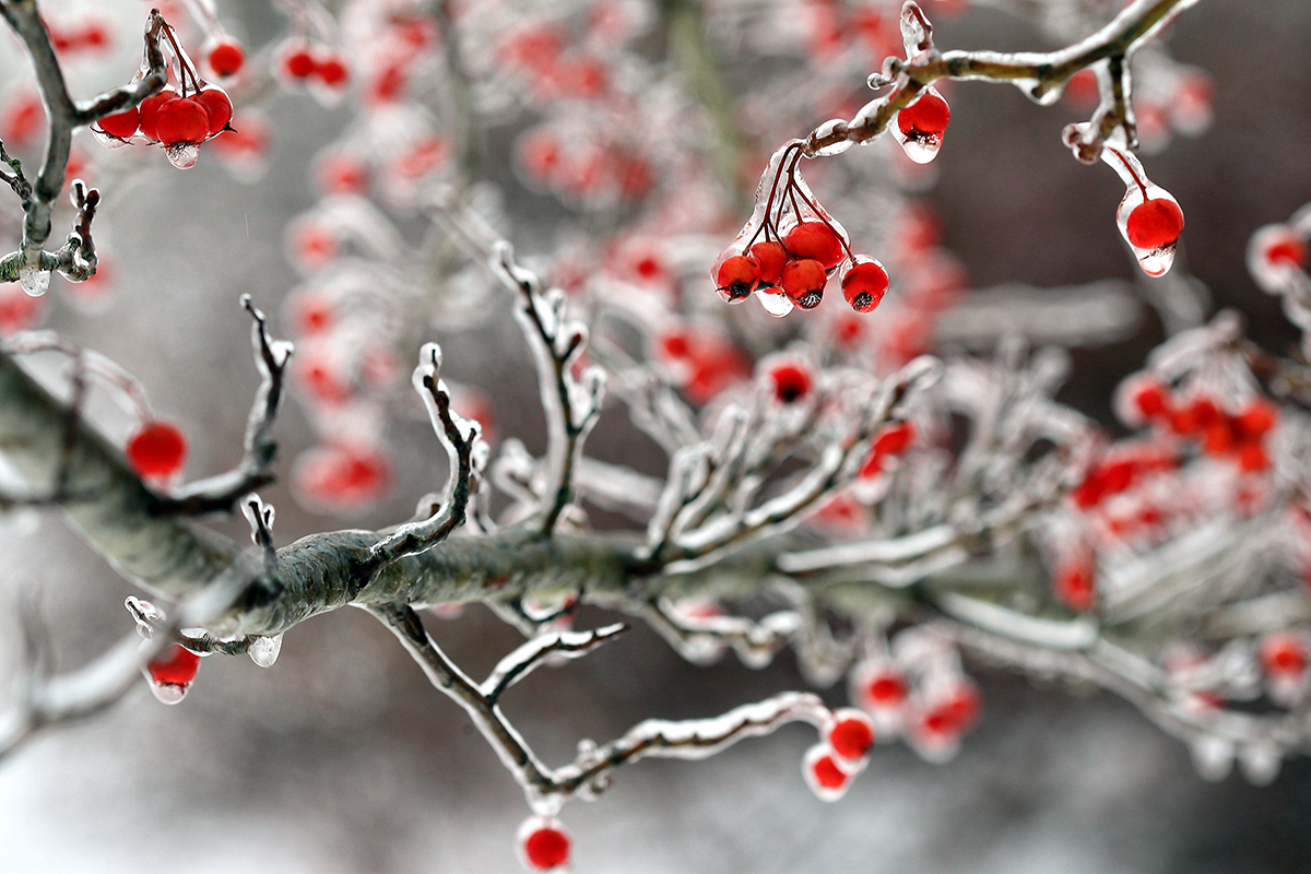 Frozen berries encased in ice — symbol of equations freezing reality