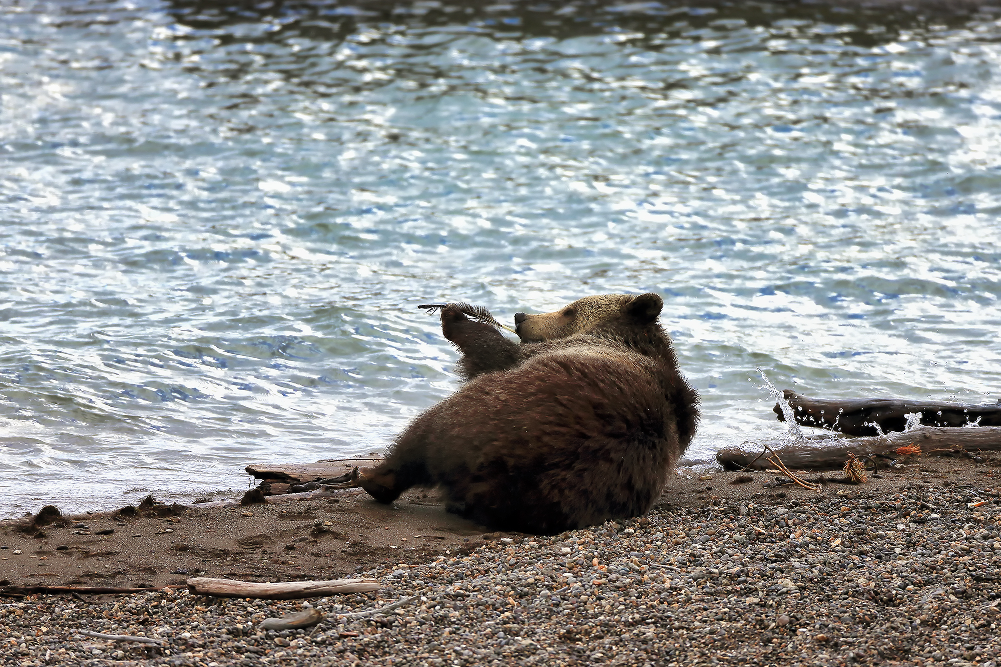 Grizzly Bear with Feather on Riverbank – Fine Art Print by Robbie George