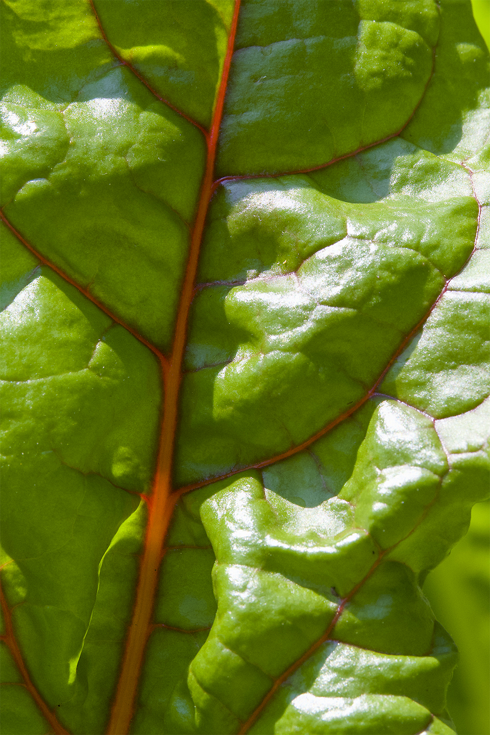 Close-up of a green leaf showing vein structure and surface texture, illustrating water movement, plant structure, and hydrogen-driven biological organization