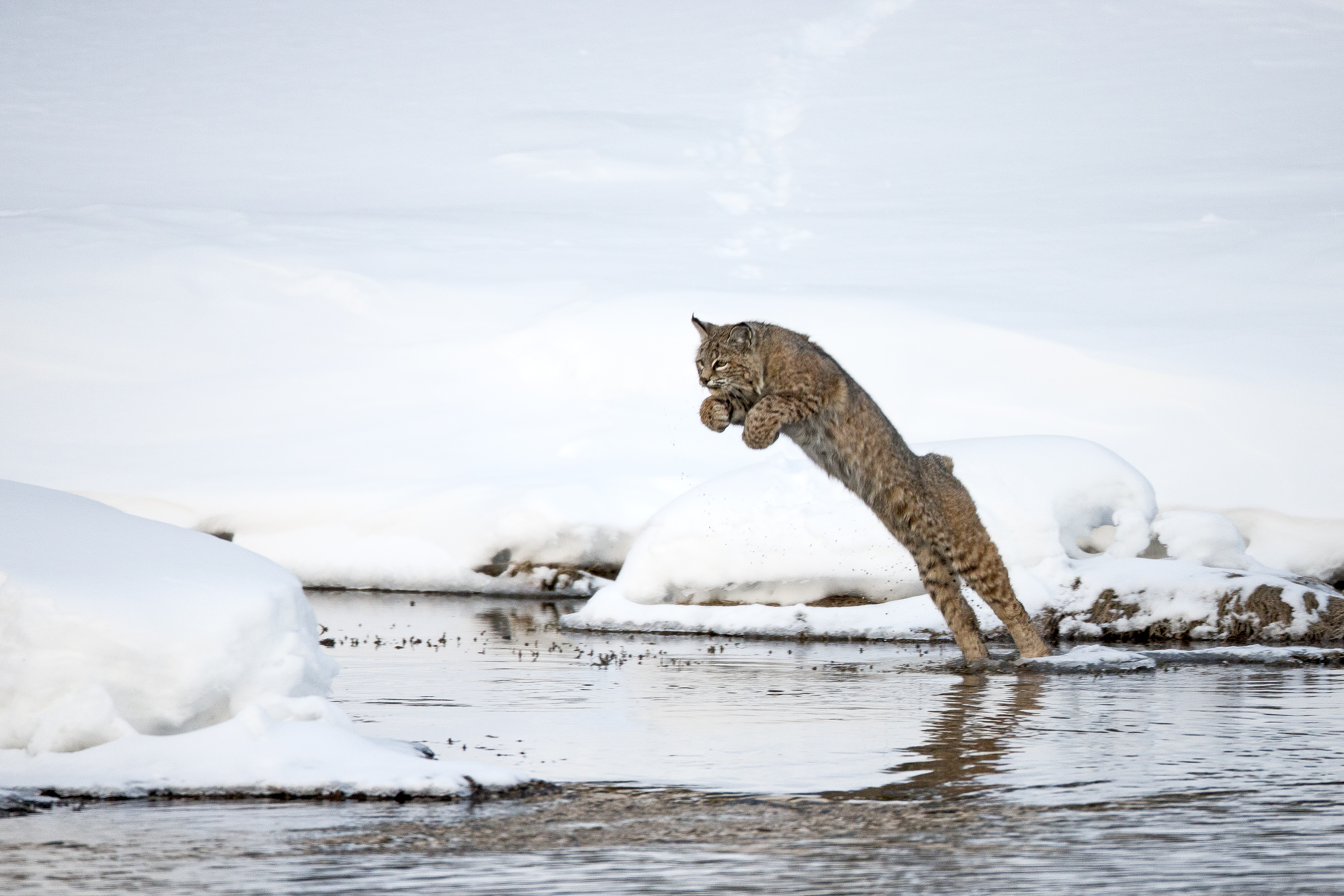 Bobcat Walking Through Snow – Spirit Animal of Intuition and Mystery by Robbie George