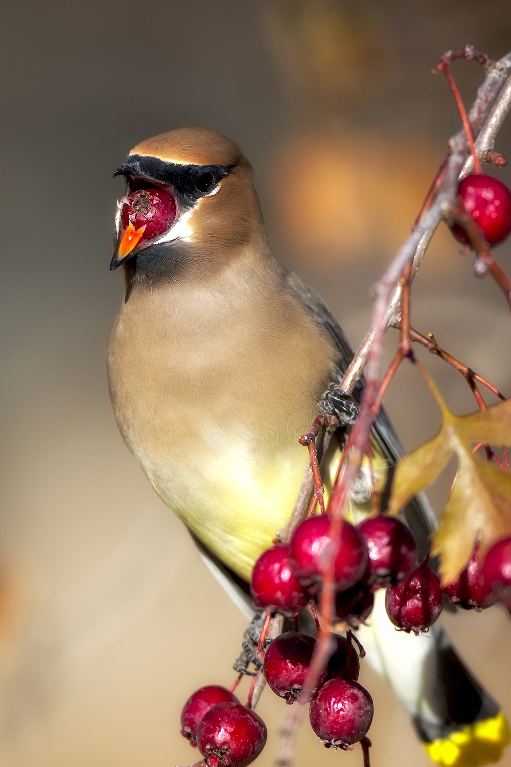 Cedar Waxwing holding berry with barbed tongue in natural fruiting habitat