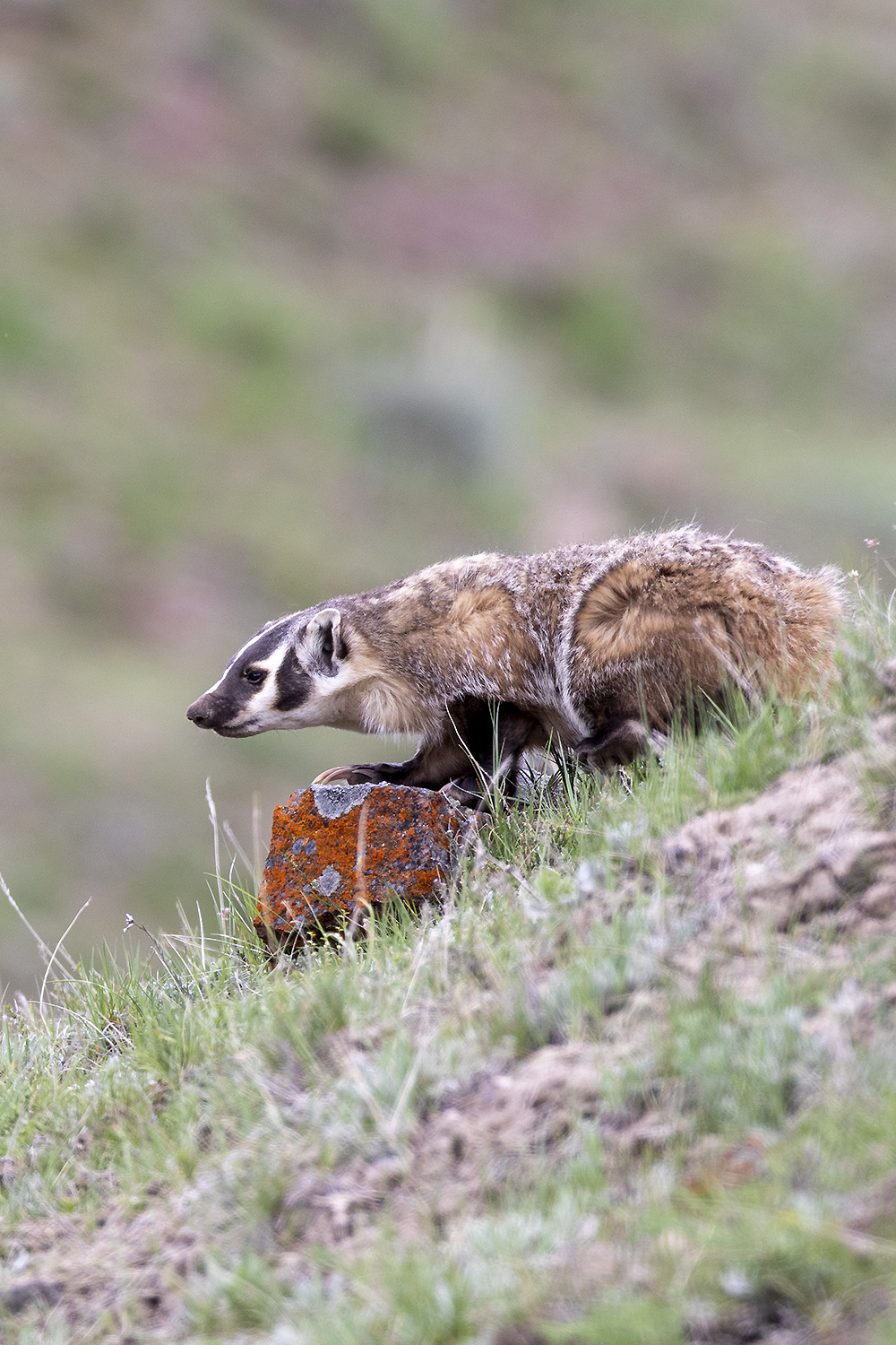 American Badger on Slope – Symbol of Terrain Awareness and Fierce Sovereignty by Robbie George