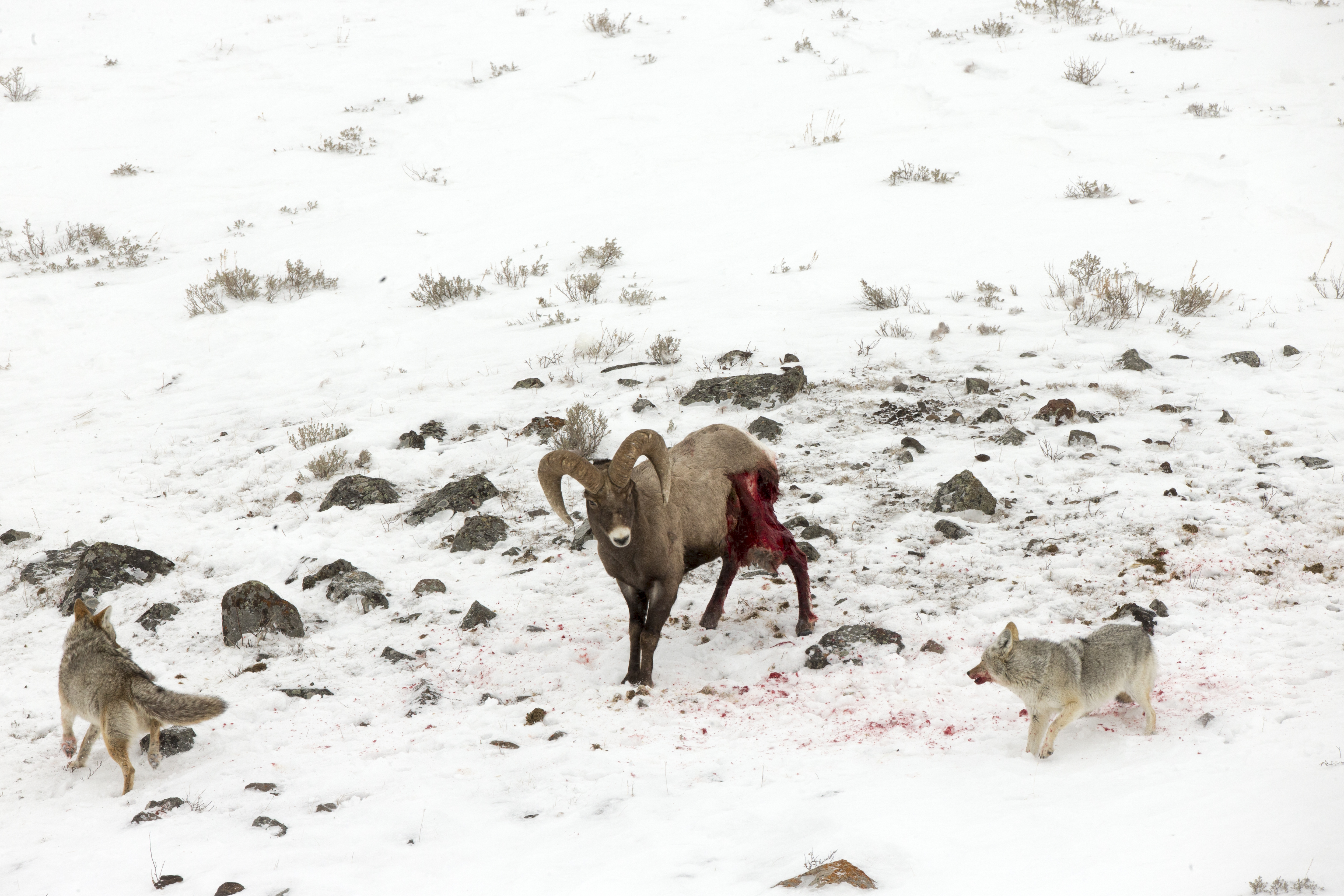 Coyotes confronting a bighorn sheep in a snowy Yellowstone landscape, illustrating predator pressure and ecosystem balance