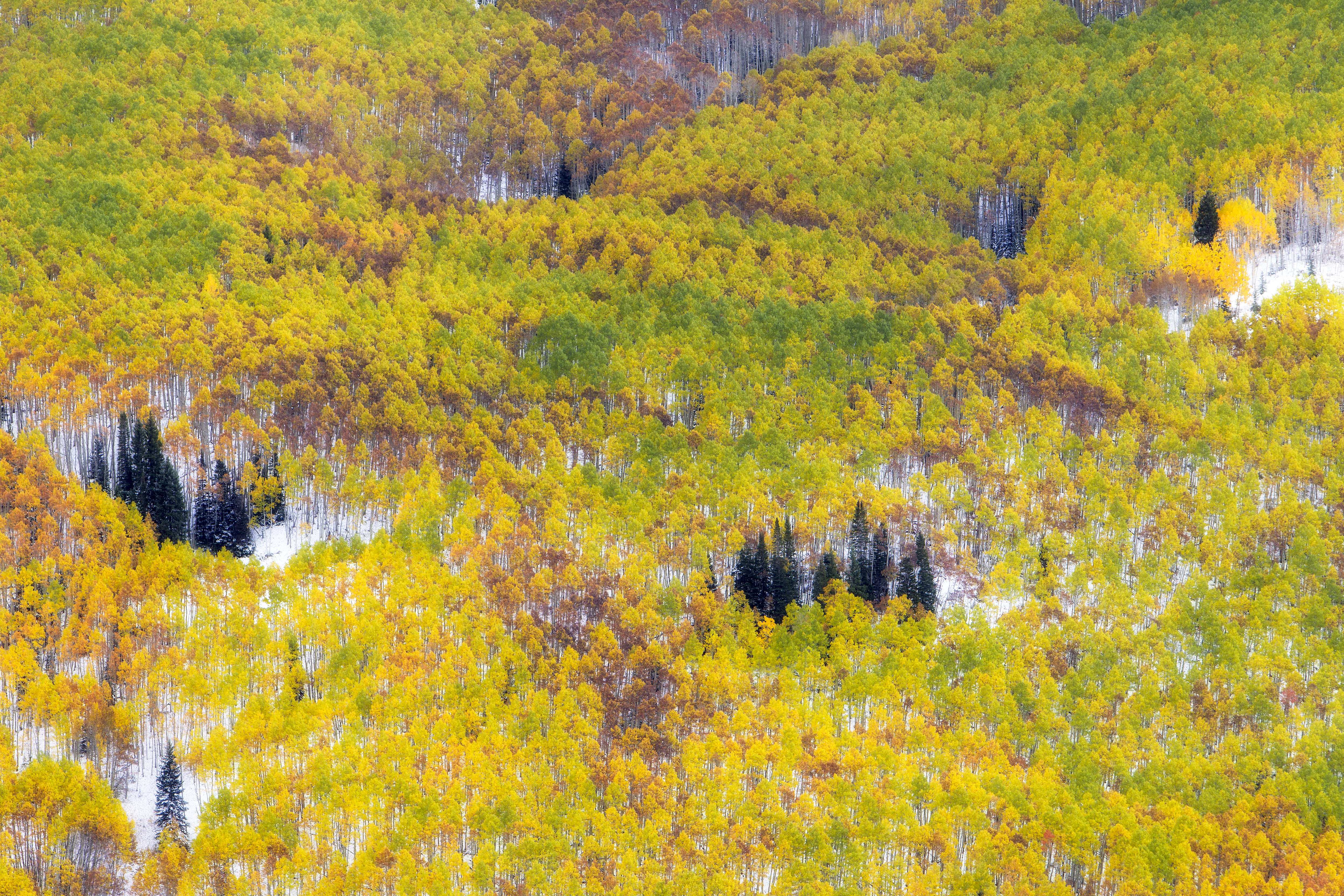 Fall Forest of Aspen Trees – Pando’s trembling golden canopy in seasonal unity