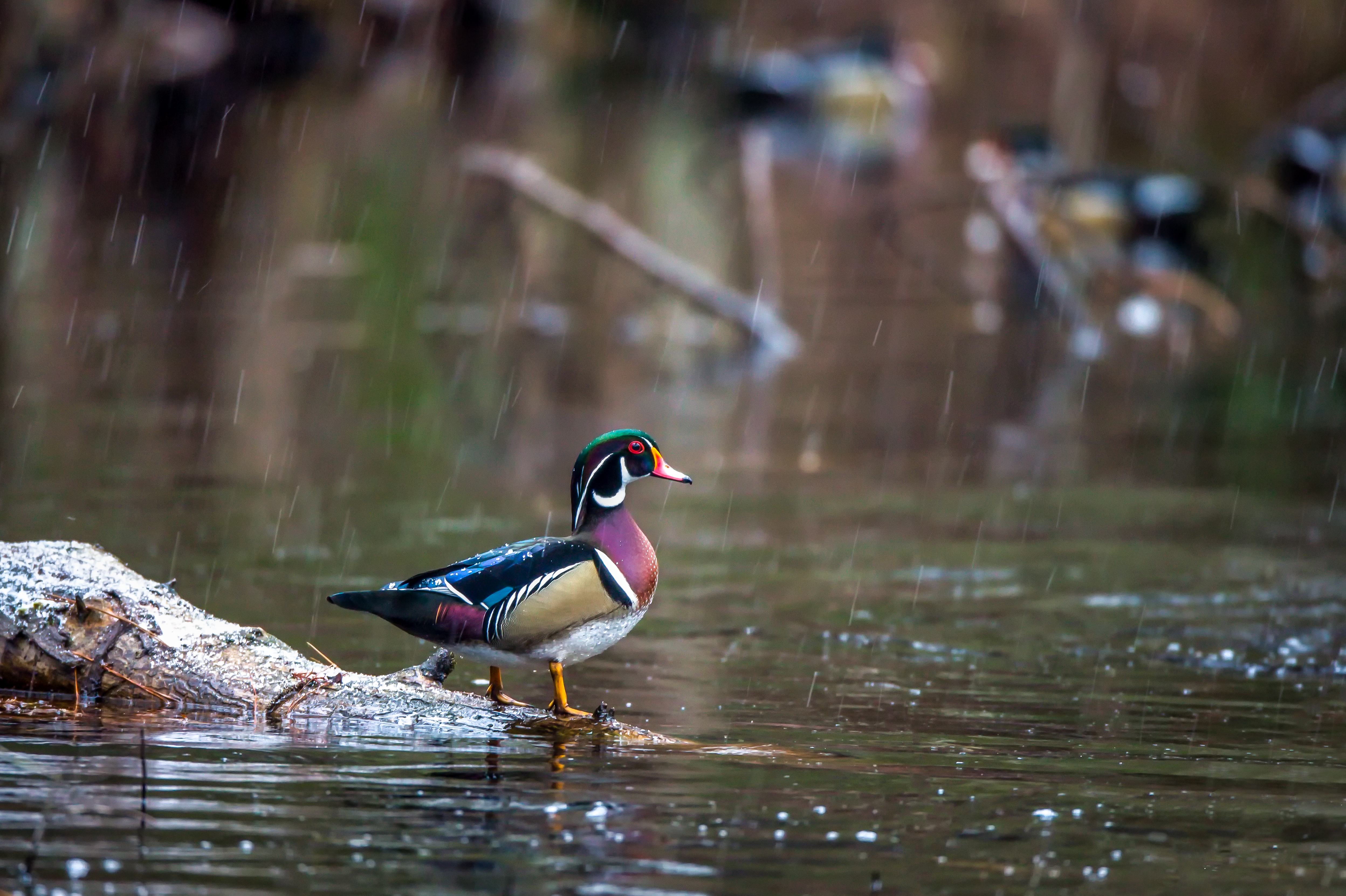 Duck swimming across a rain-speckled pond with concentric ripples forming on the water surface