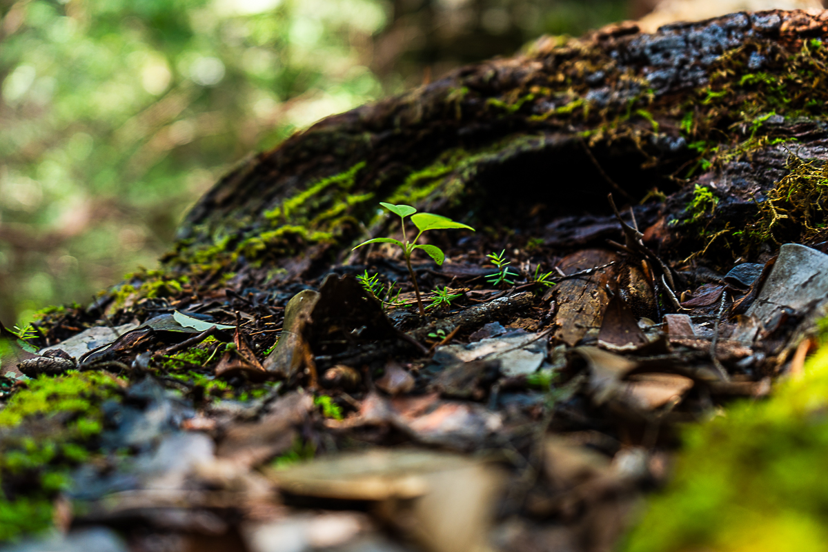 Close-up macro photography of a young seedling growing from a mossy log in Bankhead National Forest, Alabama taken by Bama Price Photography