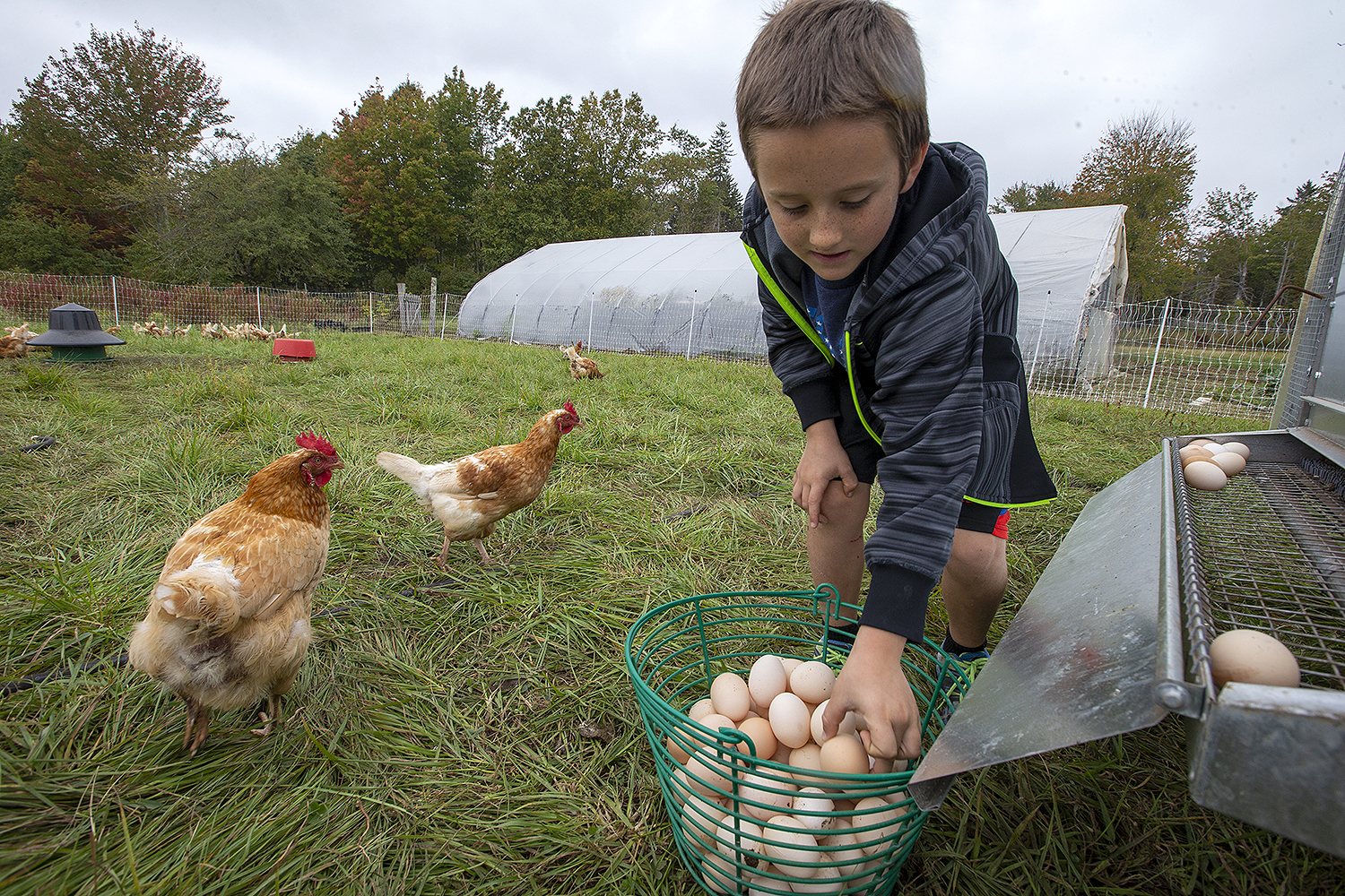Young boy collecting eggs from a coop — hands-on connection to food, land, and living systems