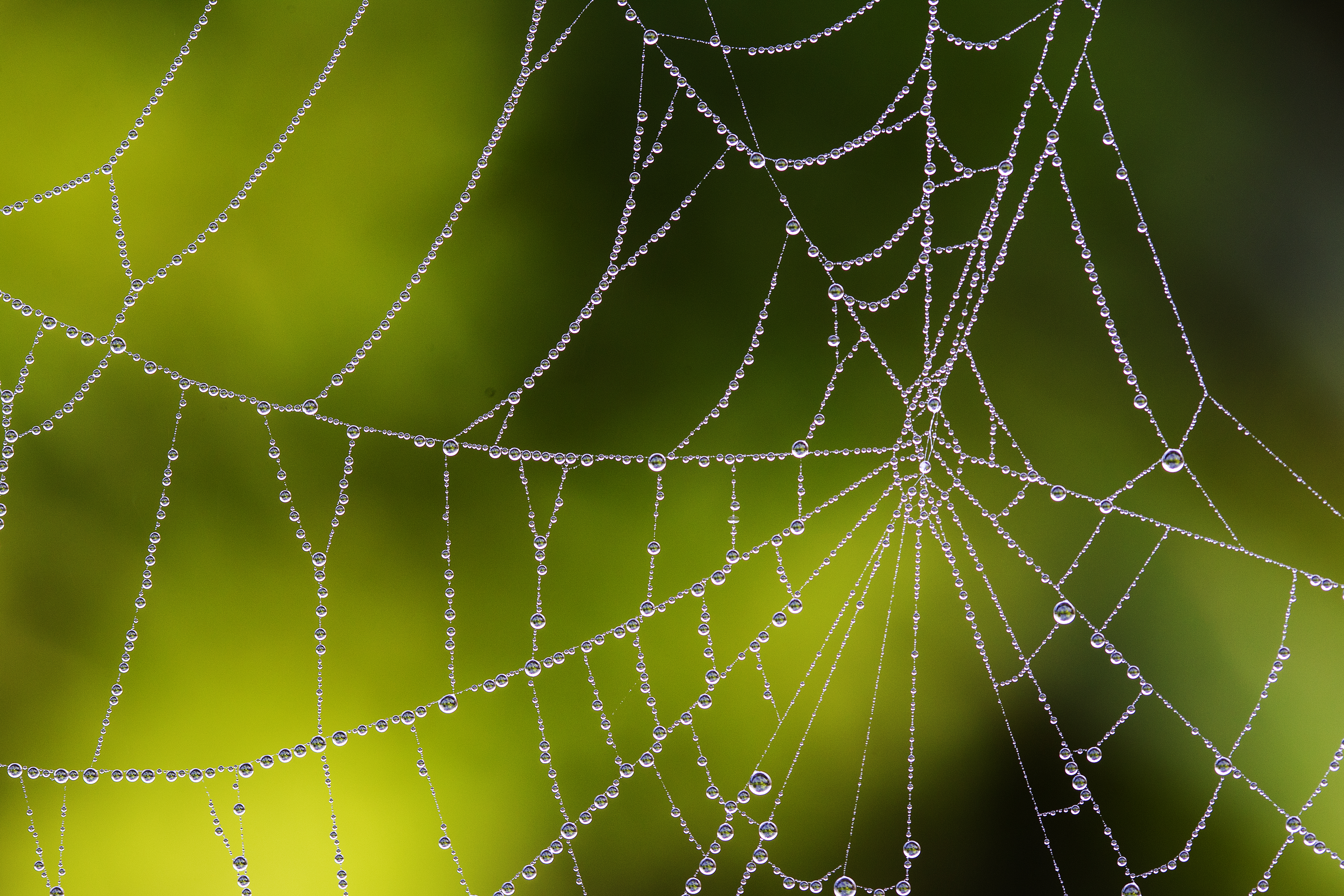 Cobweb With Dew Drops | Robbie George Photography