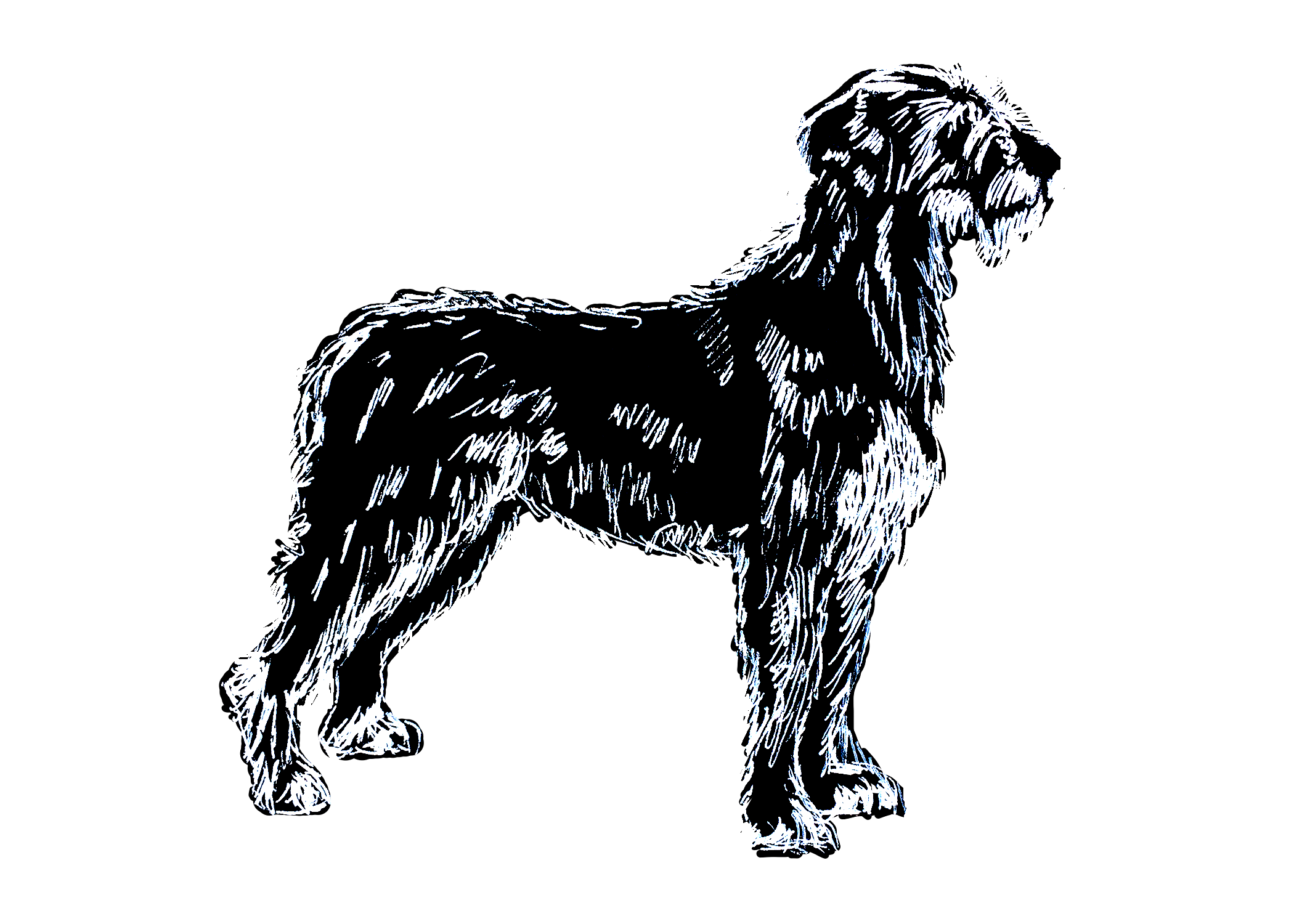 Irish Wolfhound