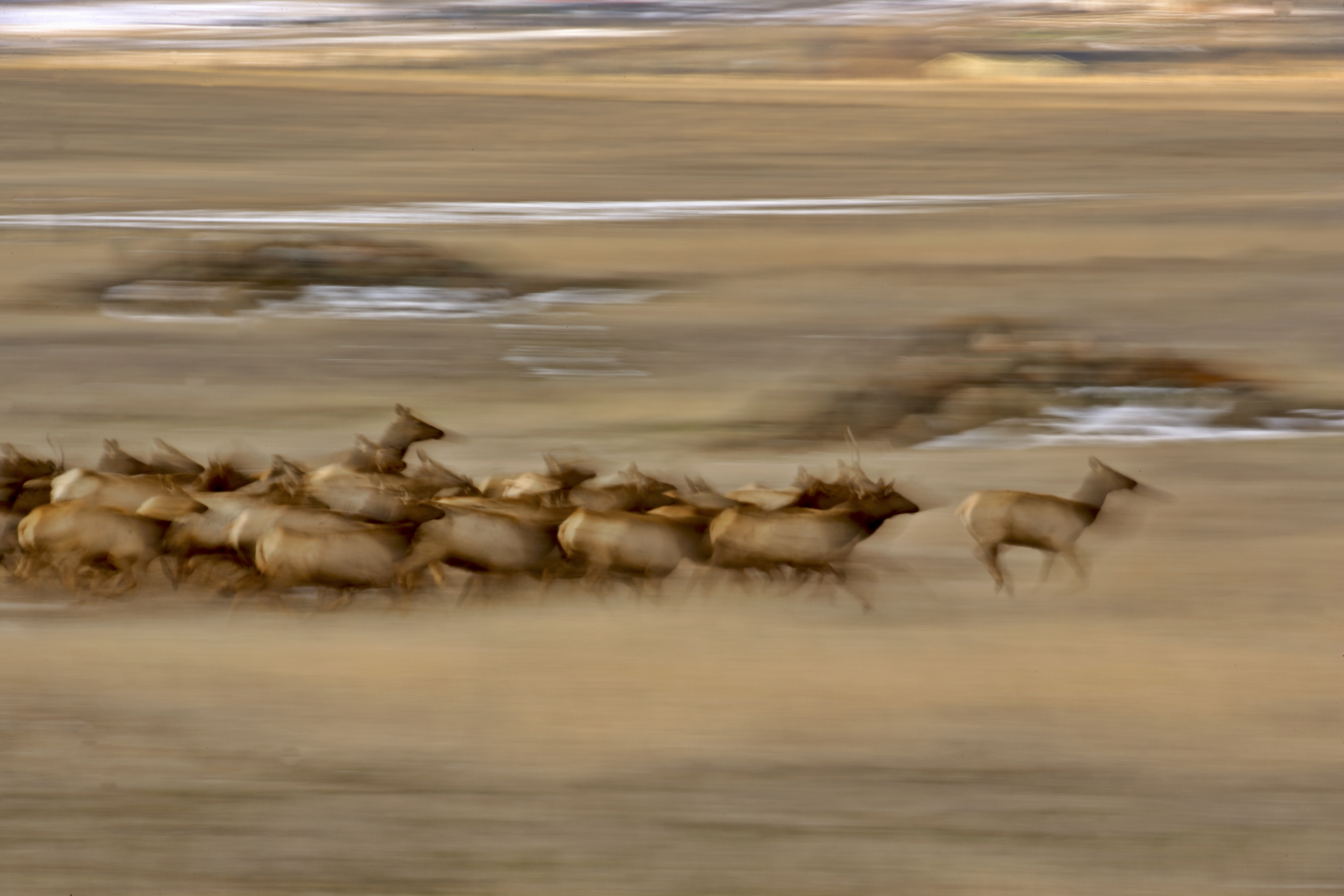 Elk herd moving across open landscape in Colorado illustrating wildlife movement patterns, group behavior, and directional travel