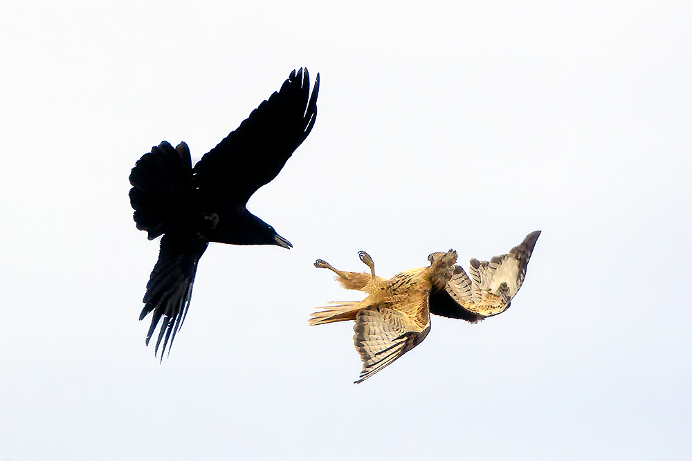 Red-tailed hawk perched in open landscape with distant terrain showing wide hunting visibility