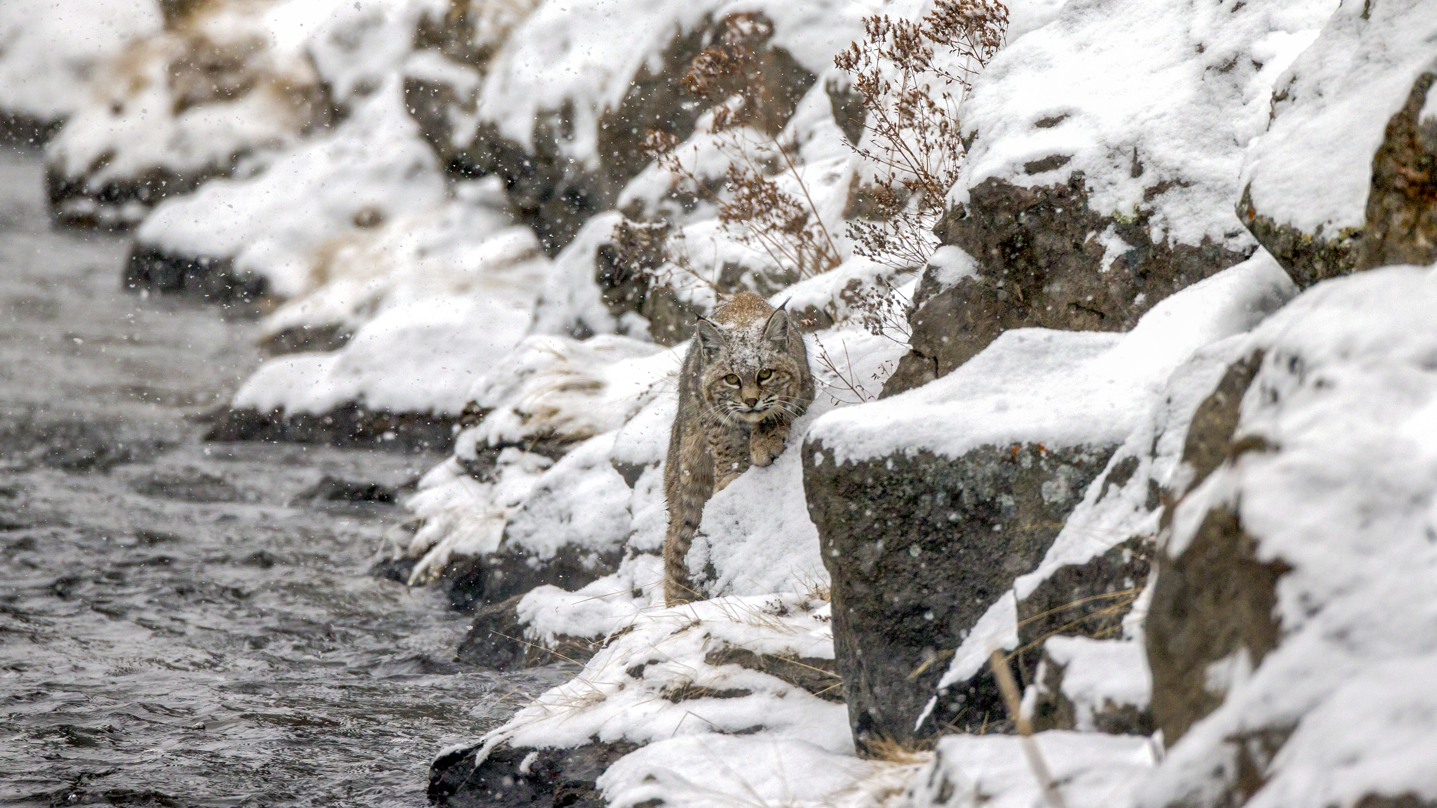 Bobcat Hunting On Madison River