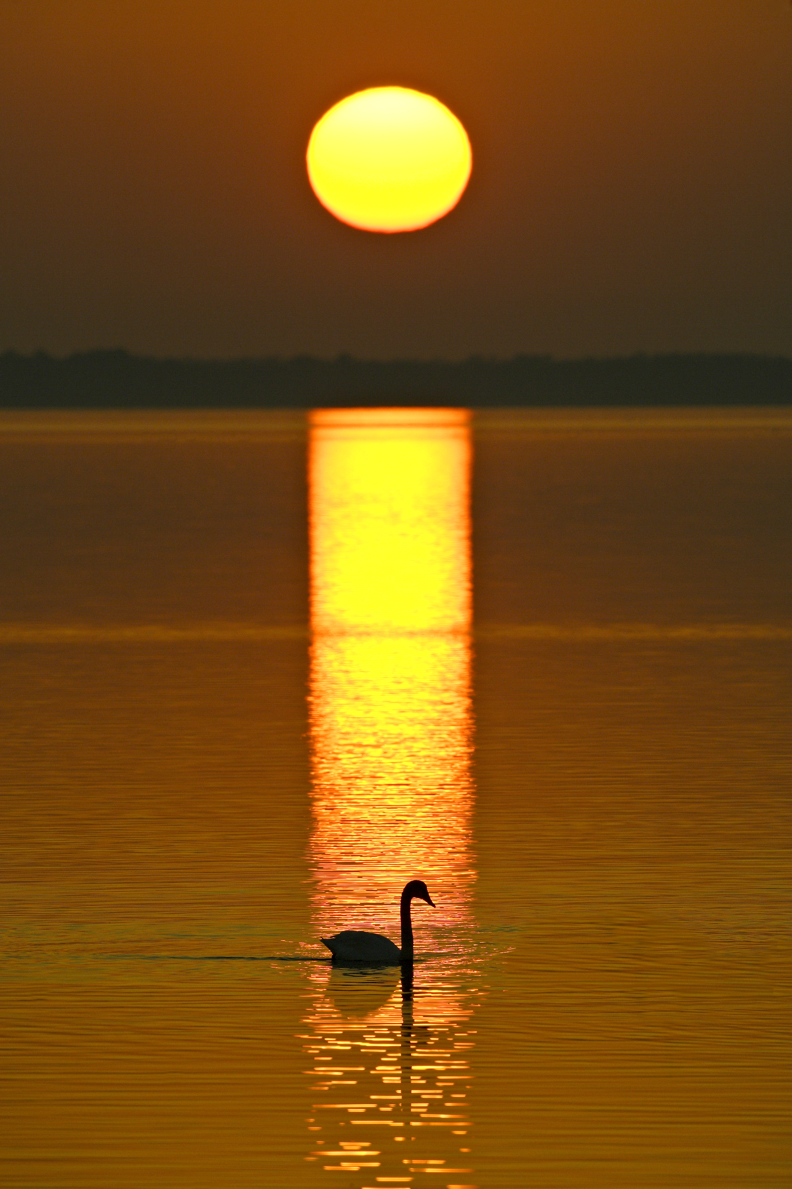 Tundra Swan lifting off in elegant decompression of energy