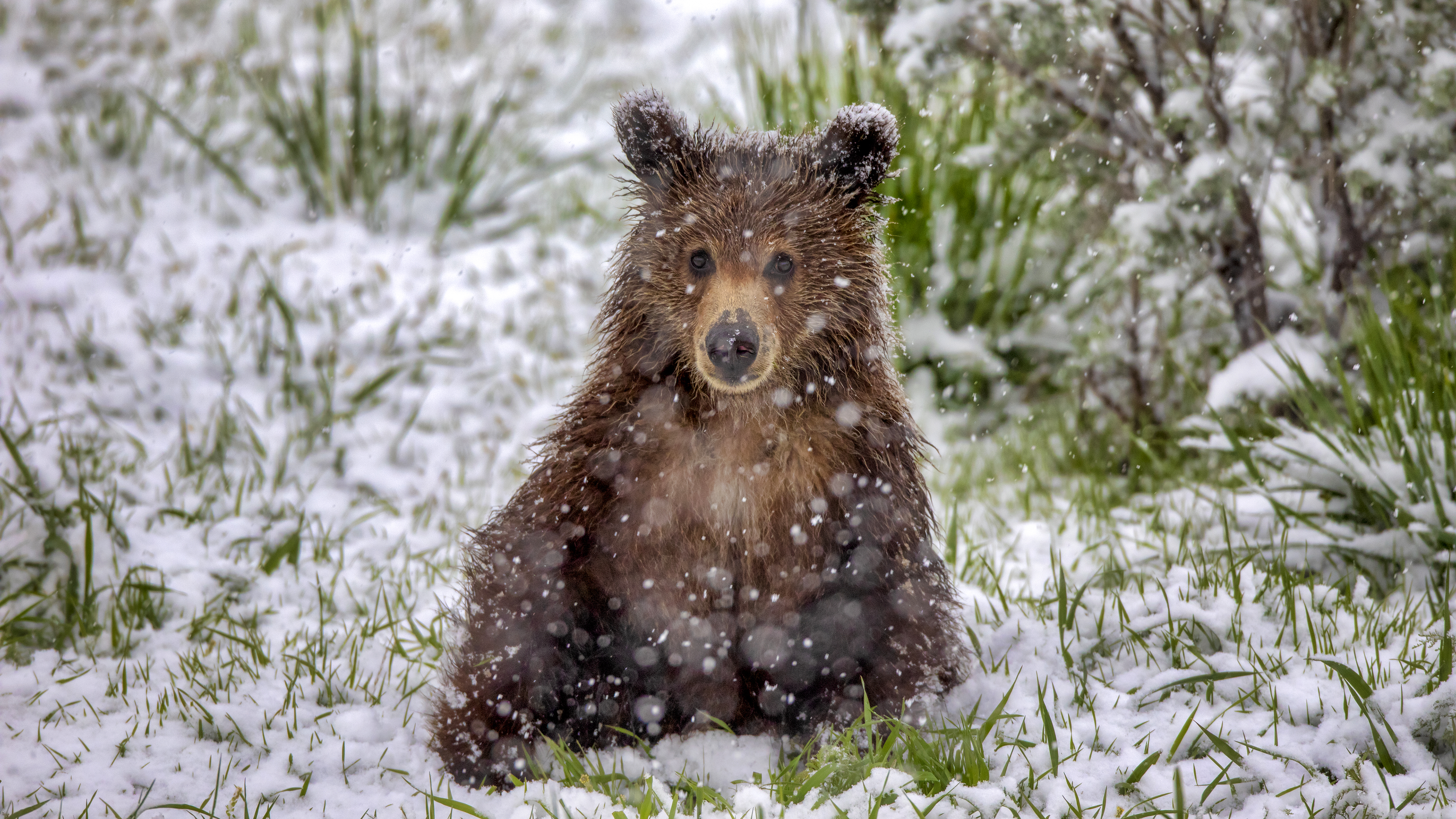 A grizzly bear cub playing in the snow