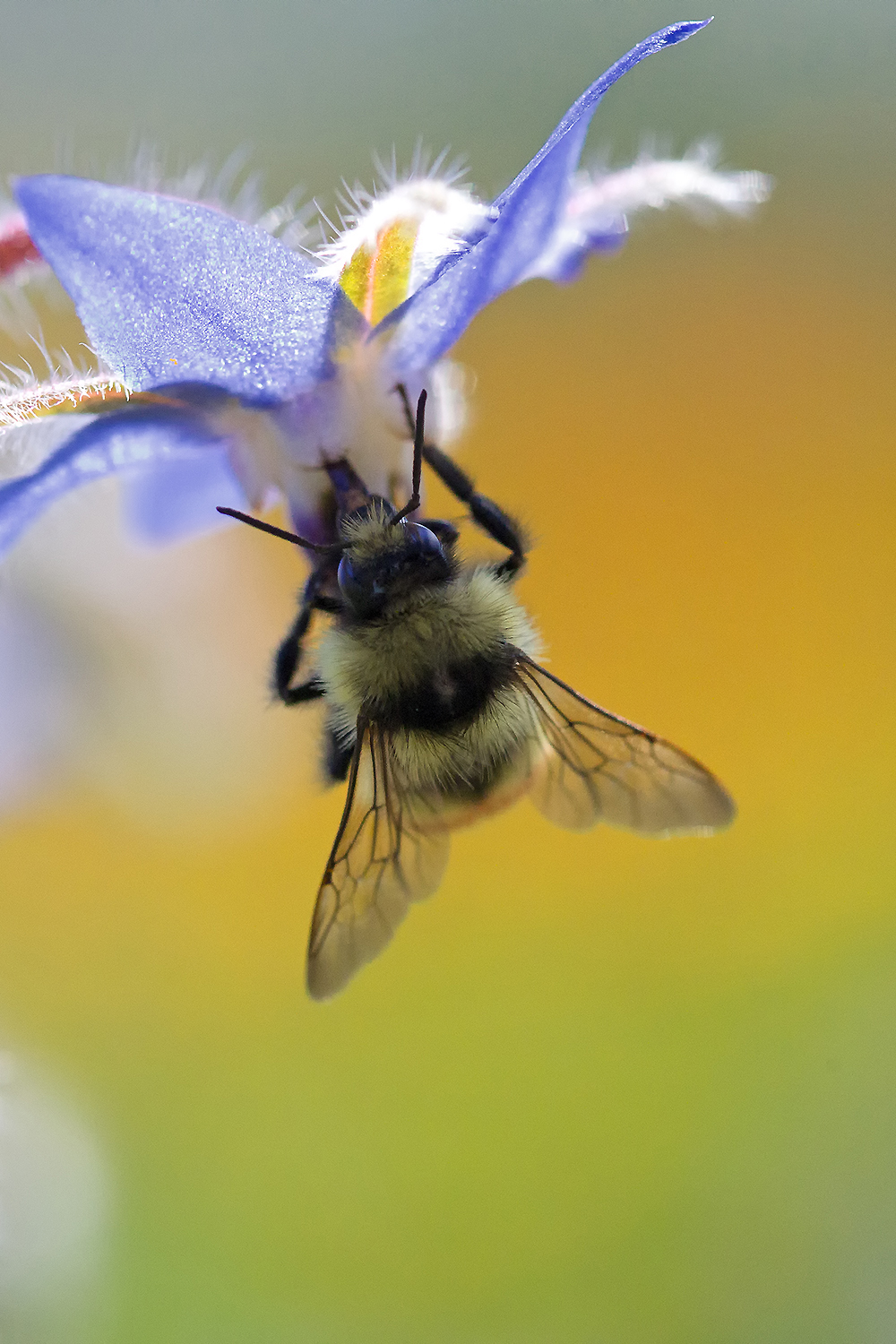 Macro image of a bee collecting pollen, symbolizing the transference of encoded memory through resonance