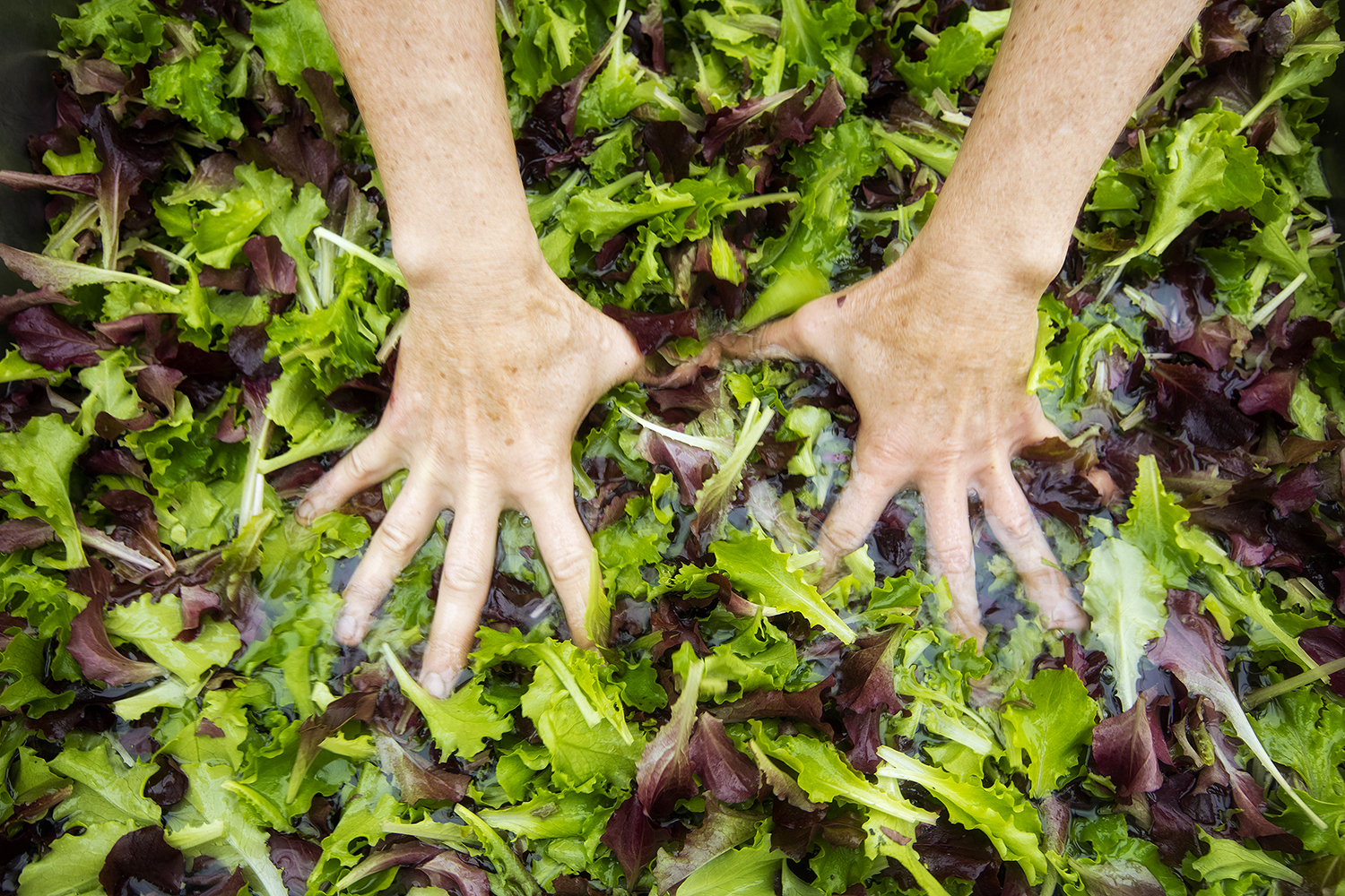 Organic greens harvested from depleted or stressed soil, symbolizing fragile food systems and the visible surface of deeper biological decline