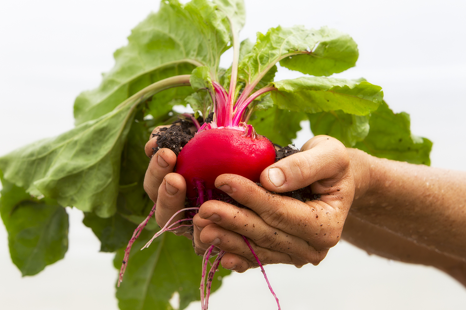 Organic beet harvested from rich living soil, representing grounded regenerative action and the visible results of healthy underground biology