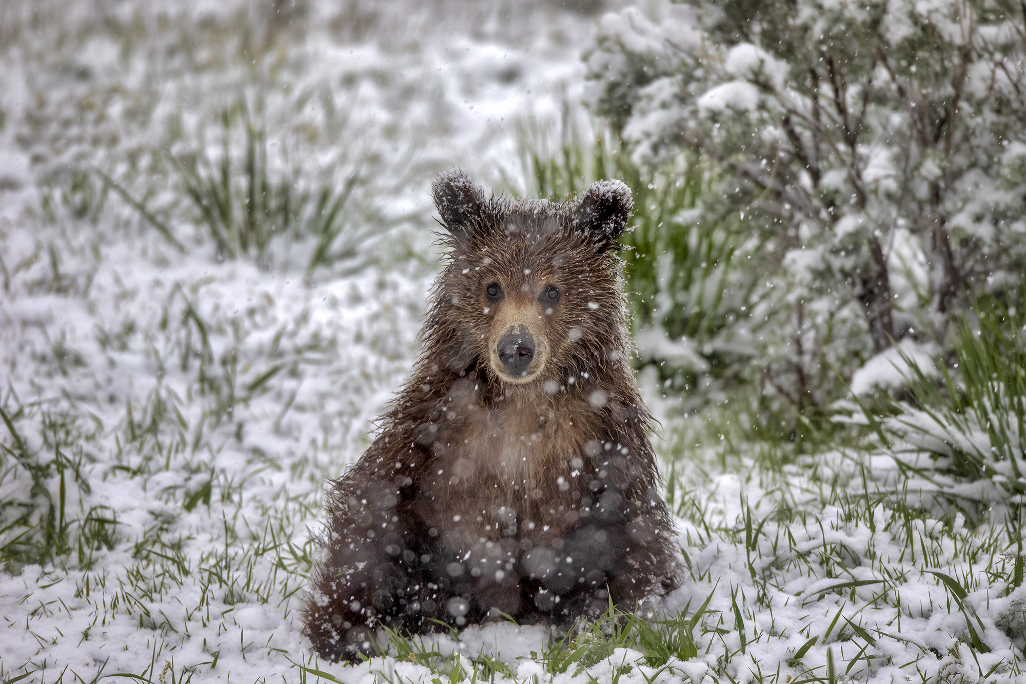 Grizzly bear cub walking through golden grass in Yellowstone, representing the next generation of nature’s story