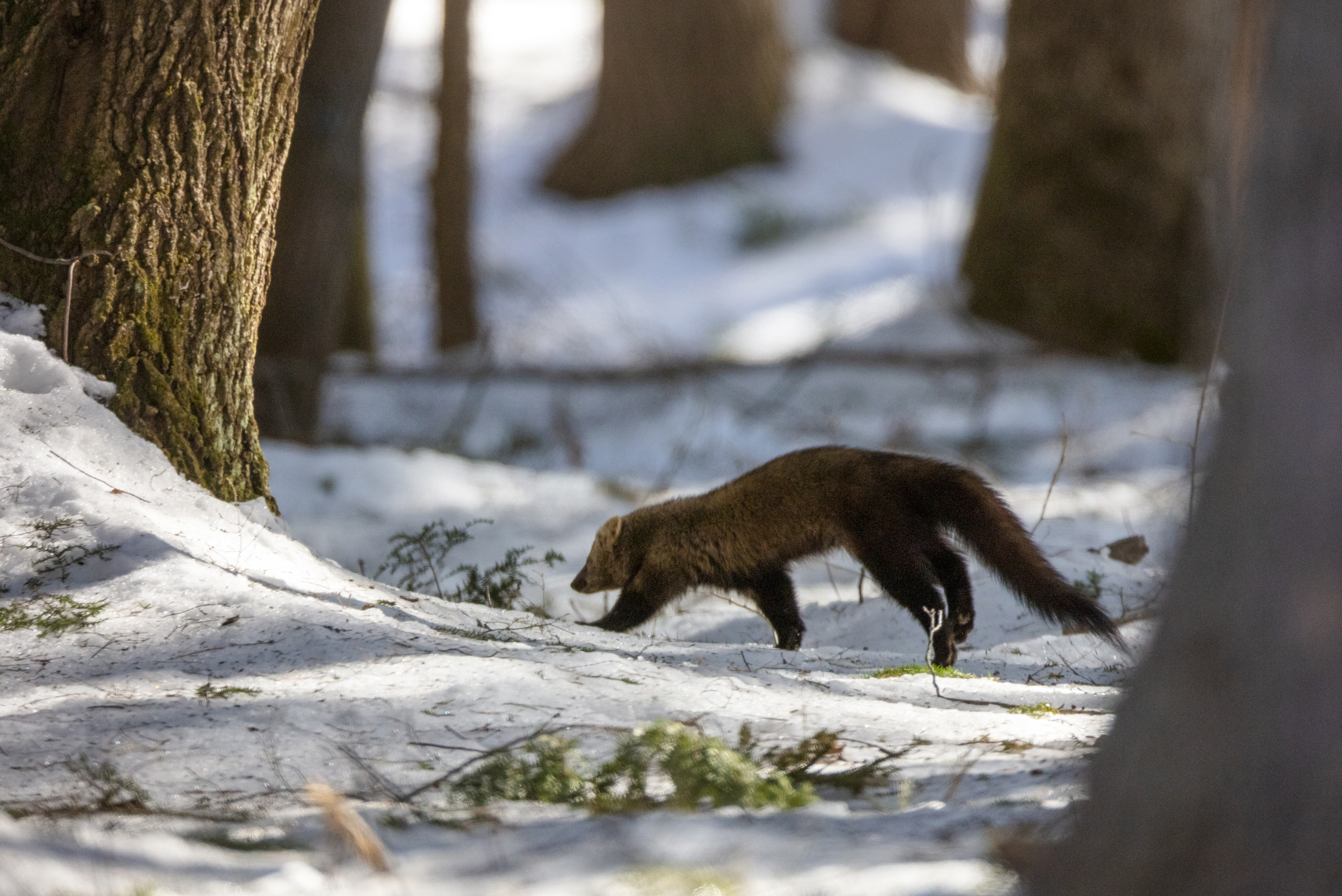 Fisher cat hunting in forest underbrush showing focus, agility, and predatory behavior