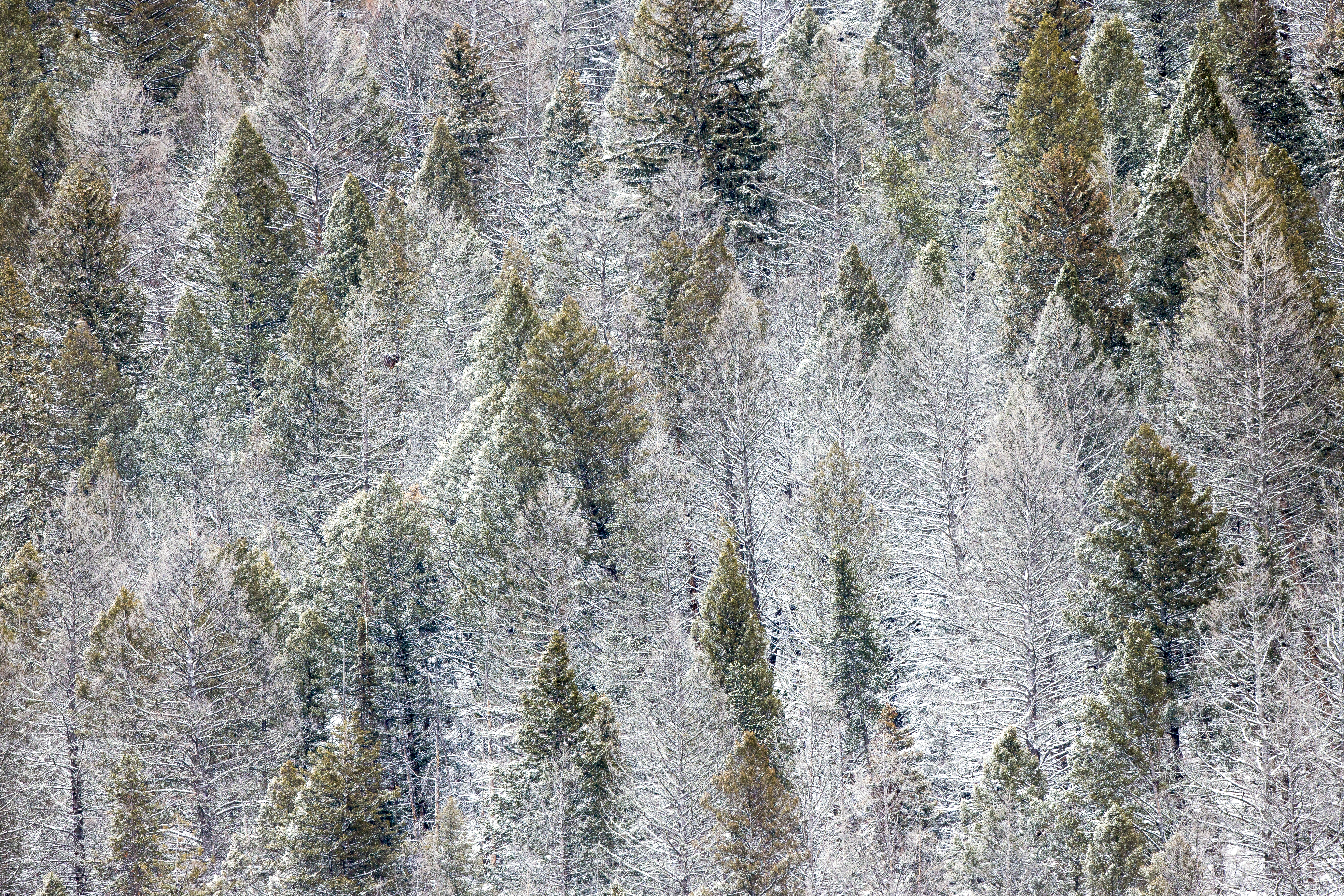 Snow-covered forest in Vermont, dense winter landscape signaling internal American frontier movement