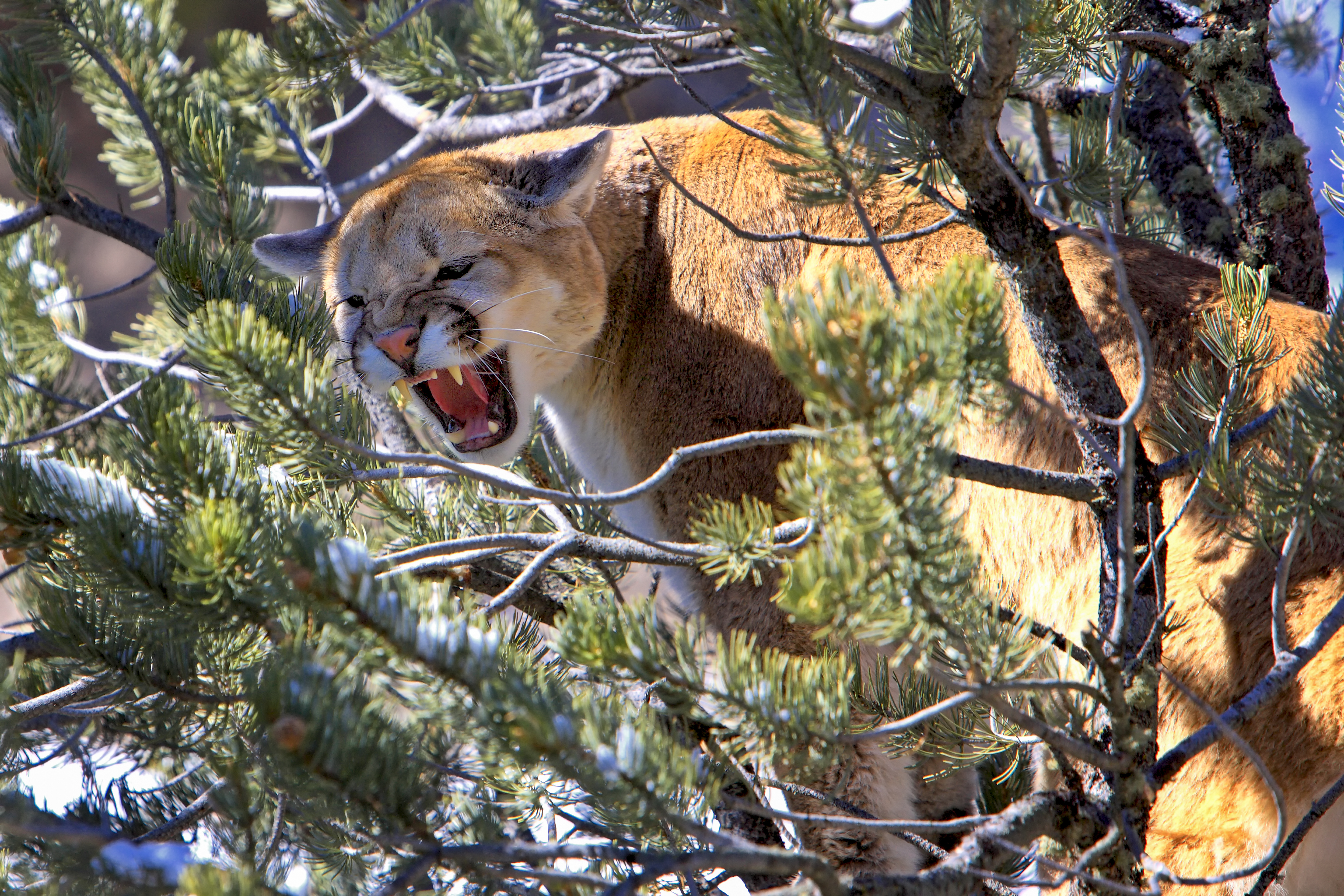 Mountain Lion Roar – Spirit Animal Symbolism by Robbie George