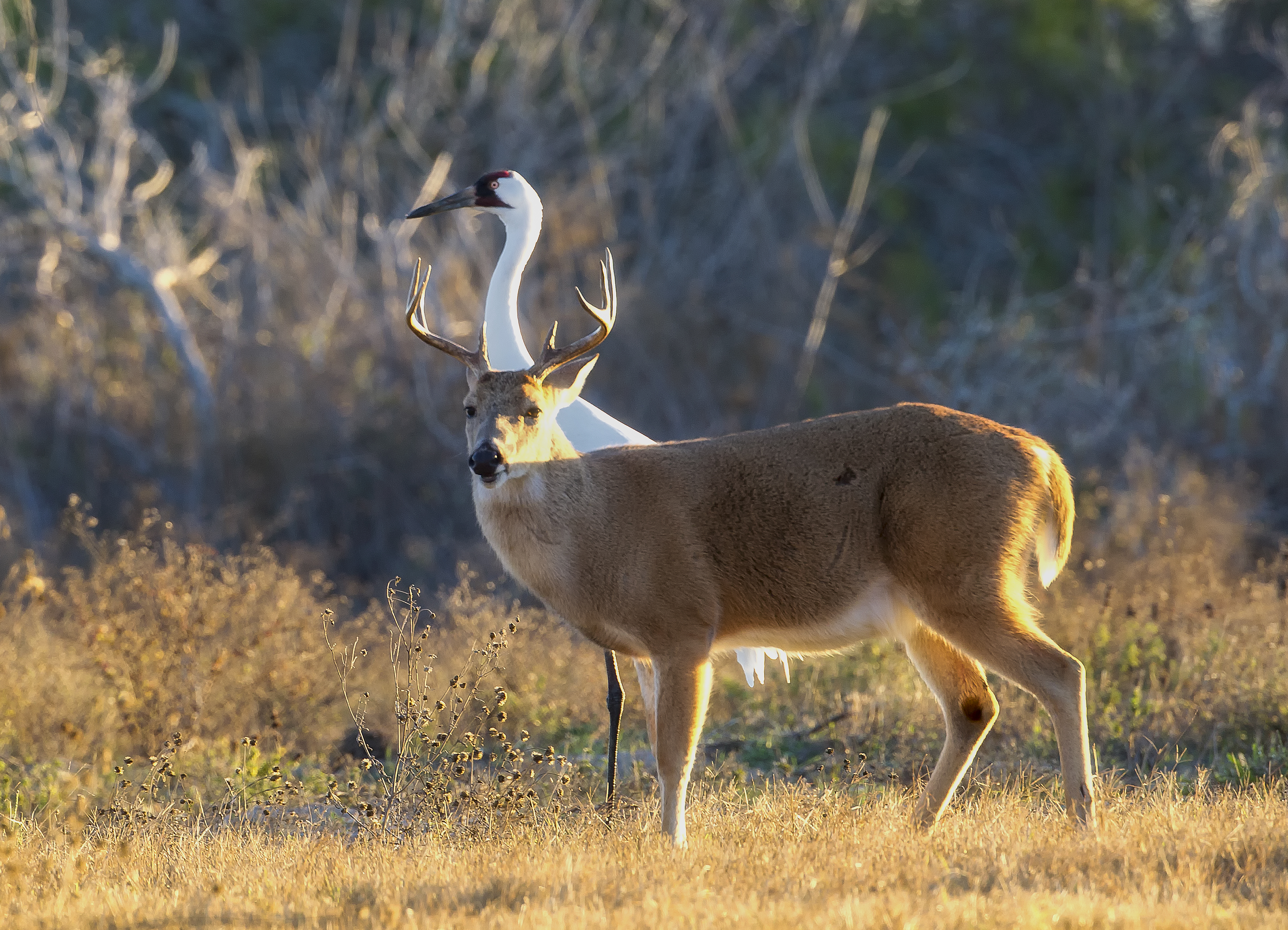 Whooping crane walking through wetland habitat during soft morning light, using natural terrain and spacing to move undisturbed