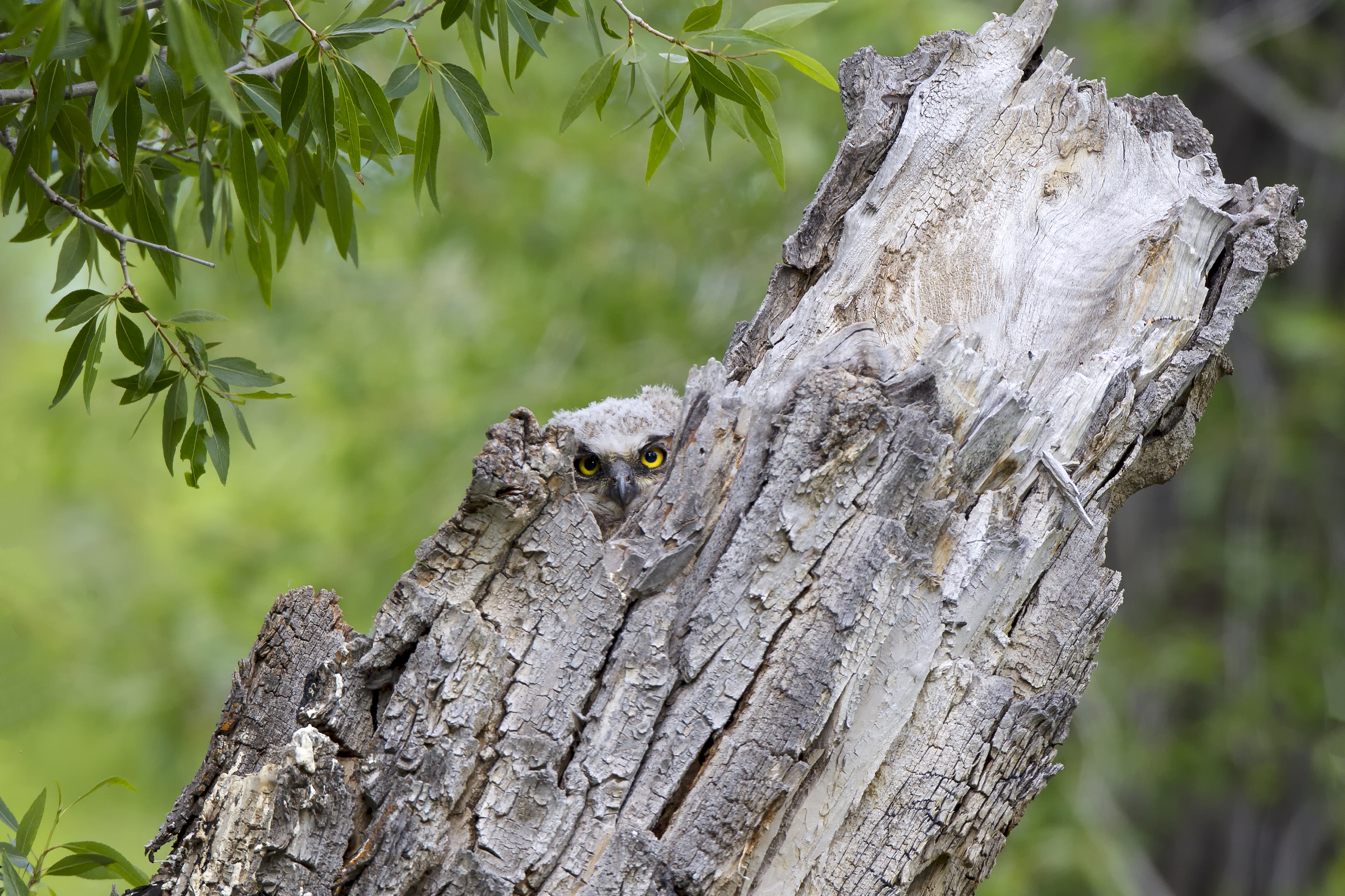 Close-up of tree bark with lichen growth and claw marks left by a bear