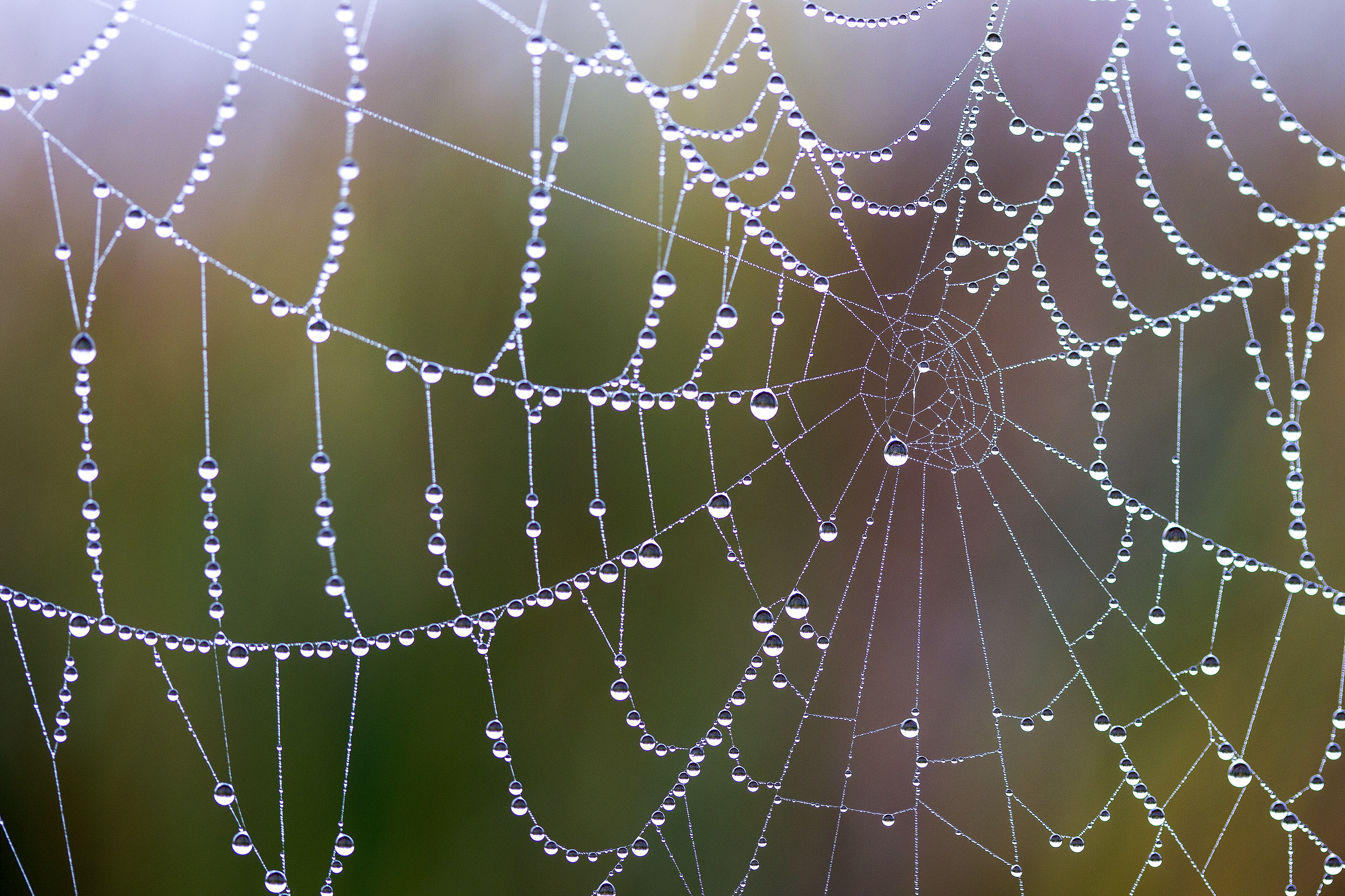 Spider Web – Threads of the Unified Field