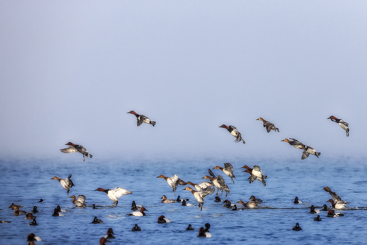 Canvasback ducks floating in open wetland water during calm light