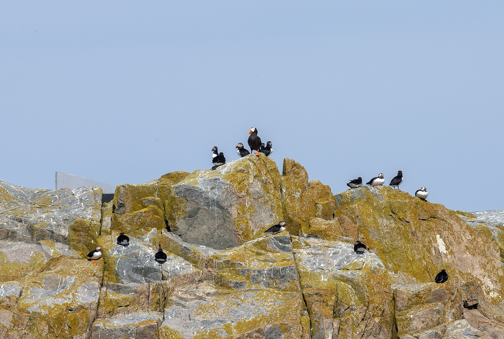 Rare Tufted Puffin resting on rock at Machias Seal Island during seabird breeding season