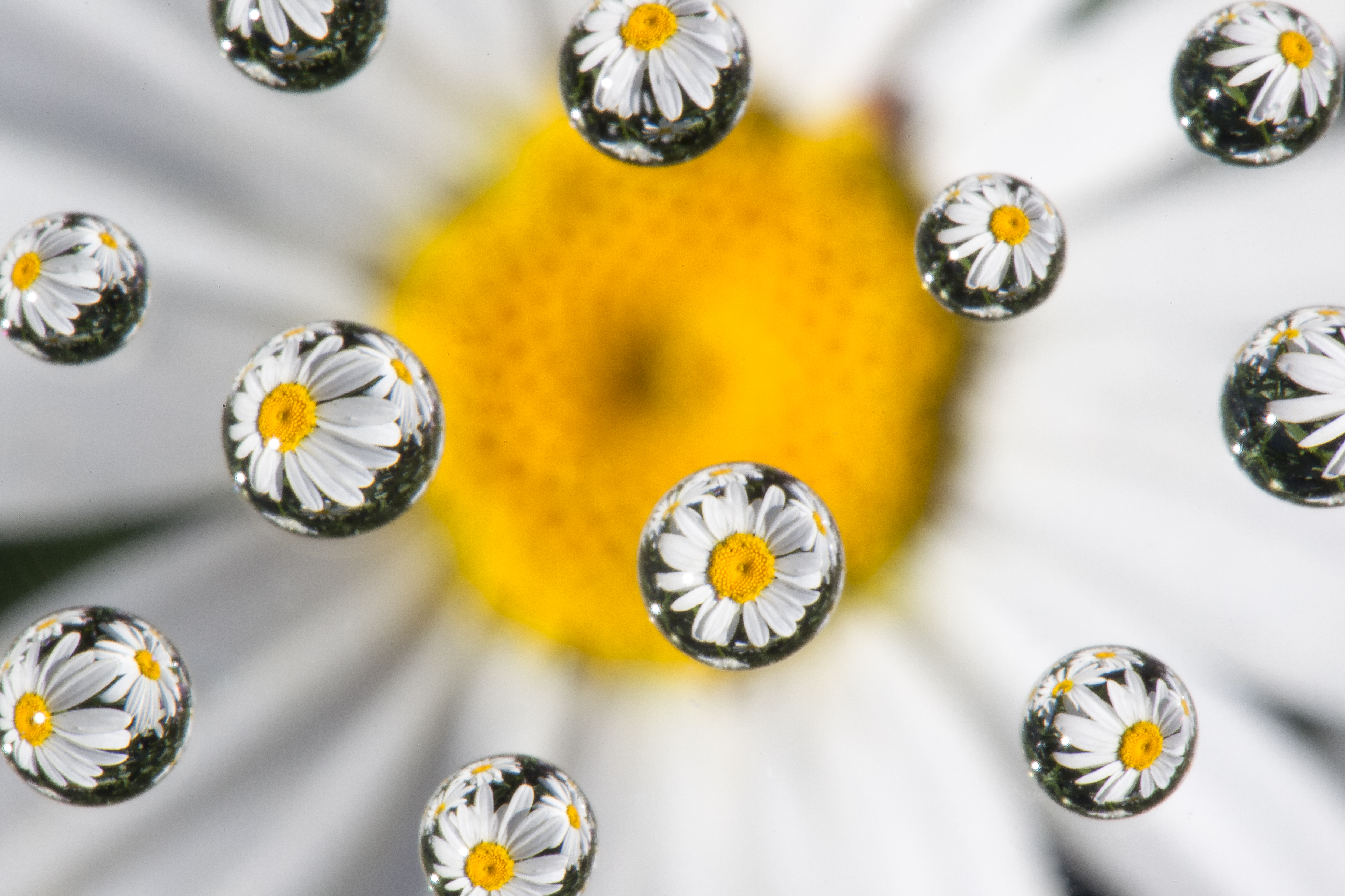 Delicate daisy macro—archival paper loves UV/AR acrylic glazing and gentle microfiber dusting