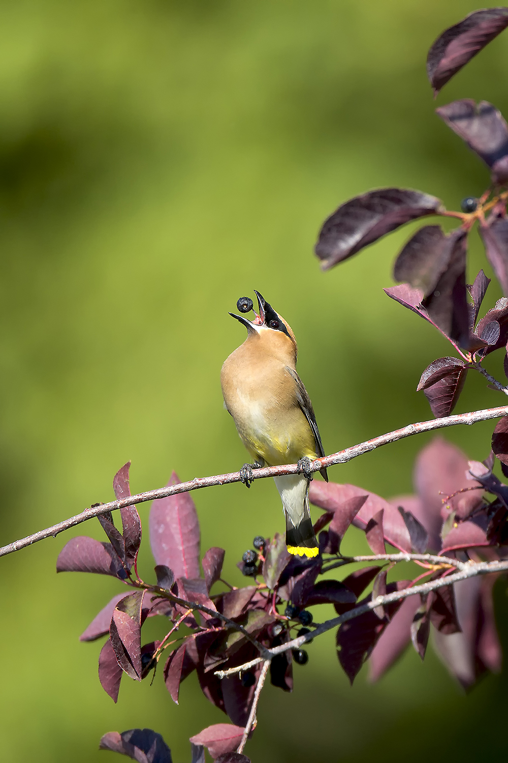 Cedar Waxwing manipulating berry with specialized tongue while feeding in natural habitat
