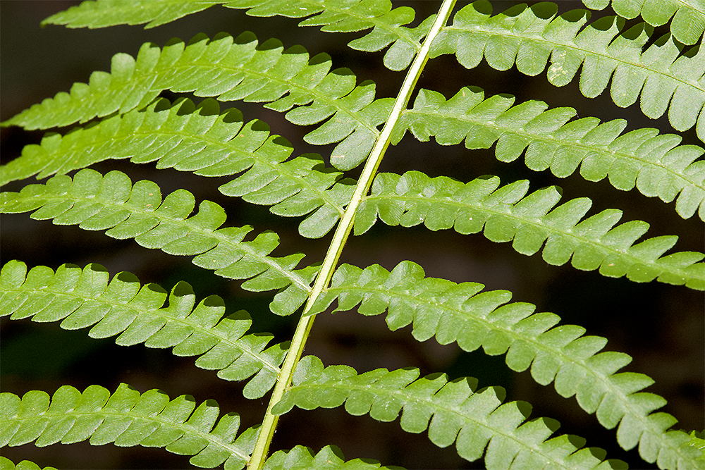 An unfurling fern spiral embodies the fractal elegance of nature’s recursive code, from soil to stars