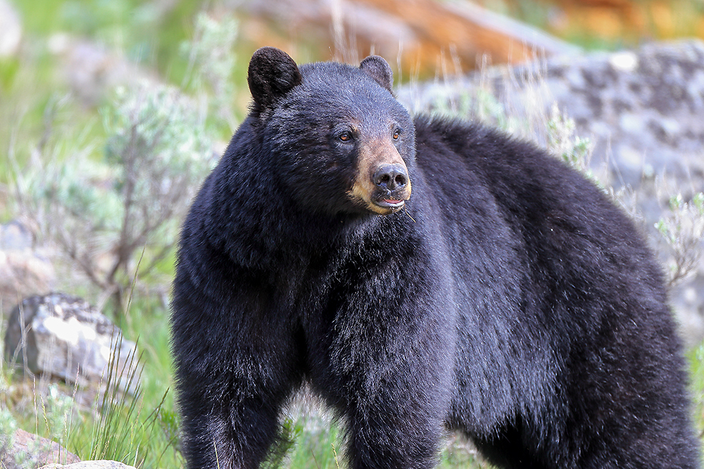 Black bear partially hidden in dense forest habitat showing natural woodland environment
