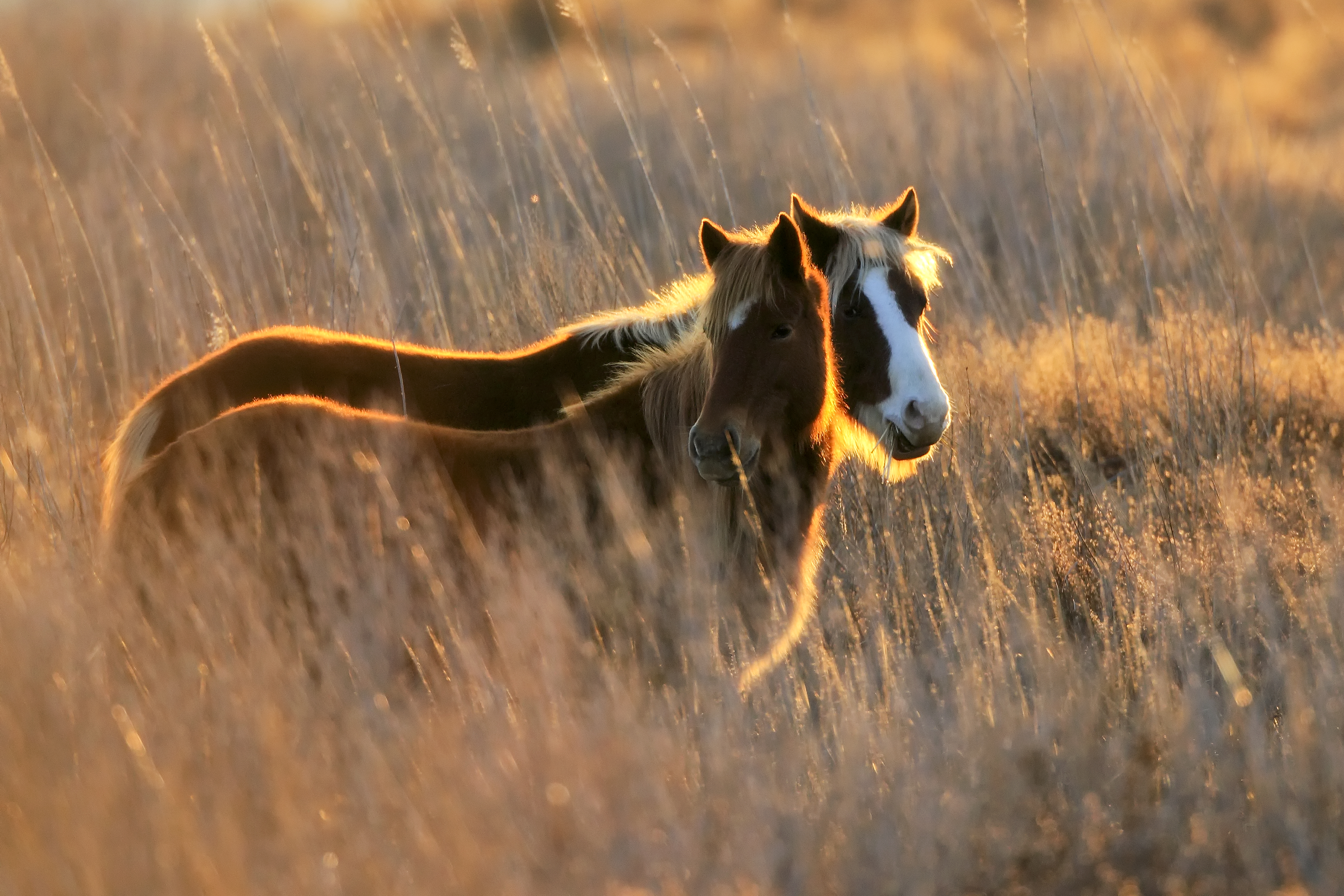 Wild ponies maintaining natural spacing and relaxed behavior within protected coastal refuge habitat at Chincoteague